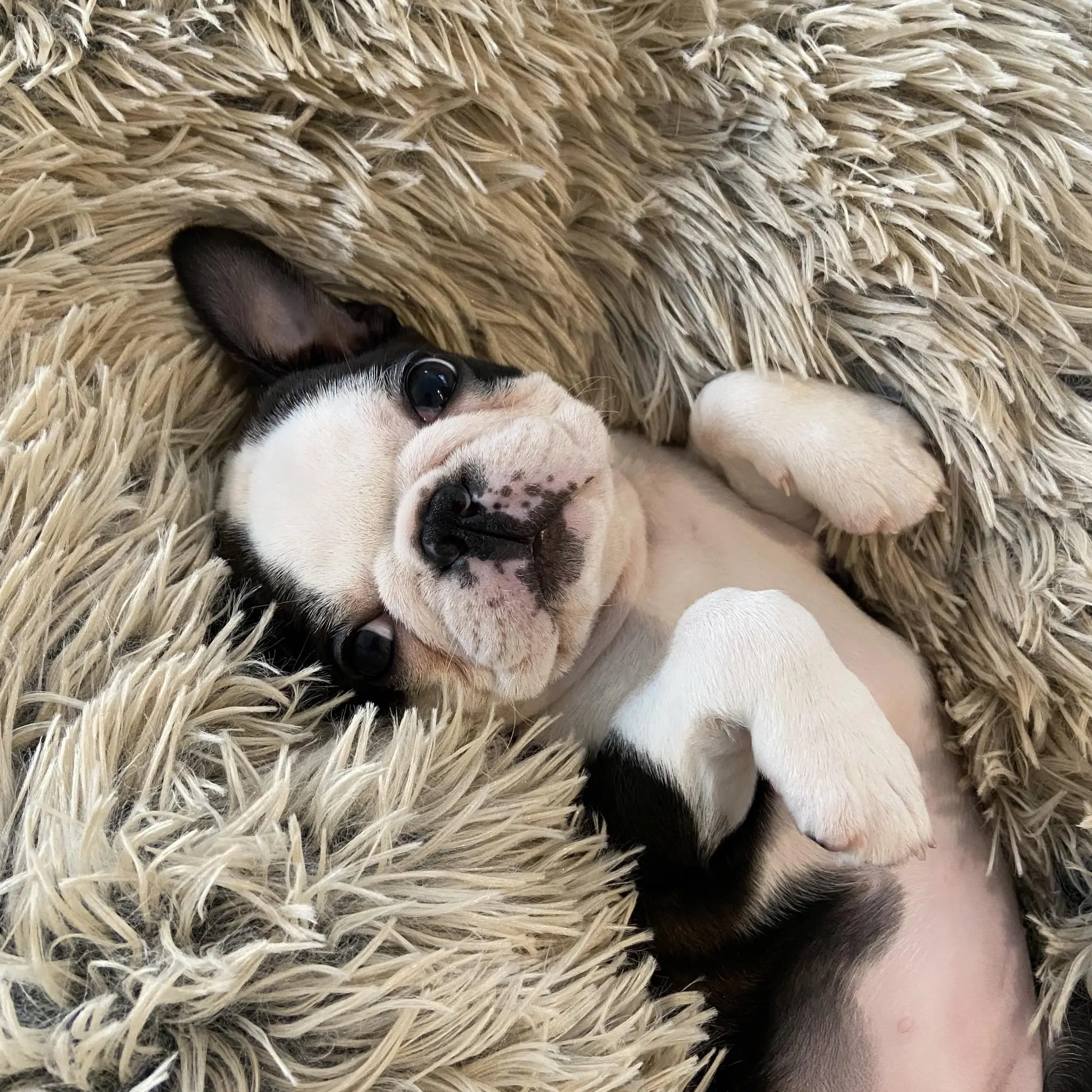 Introducing the newest member of our family, our first Boston, Miss Lola!!