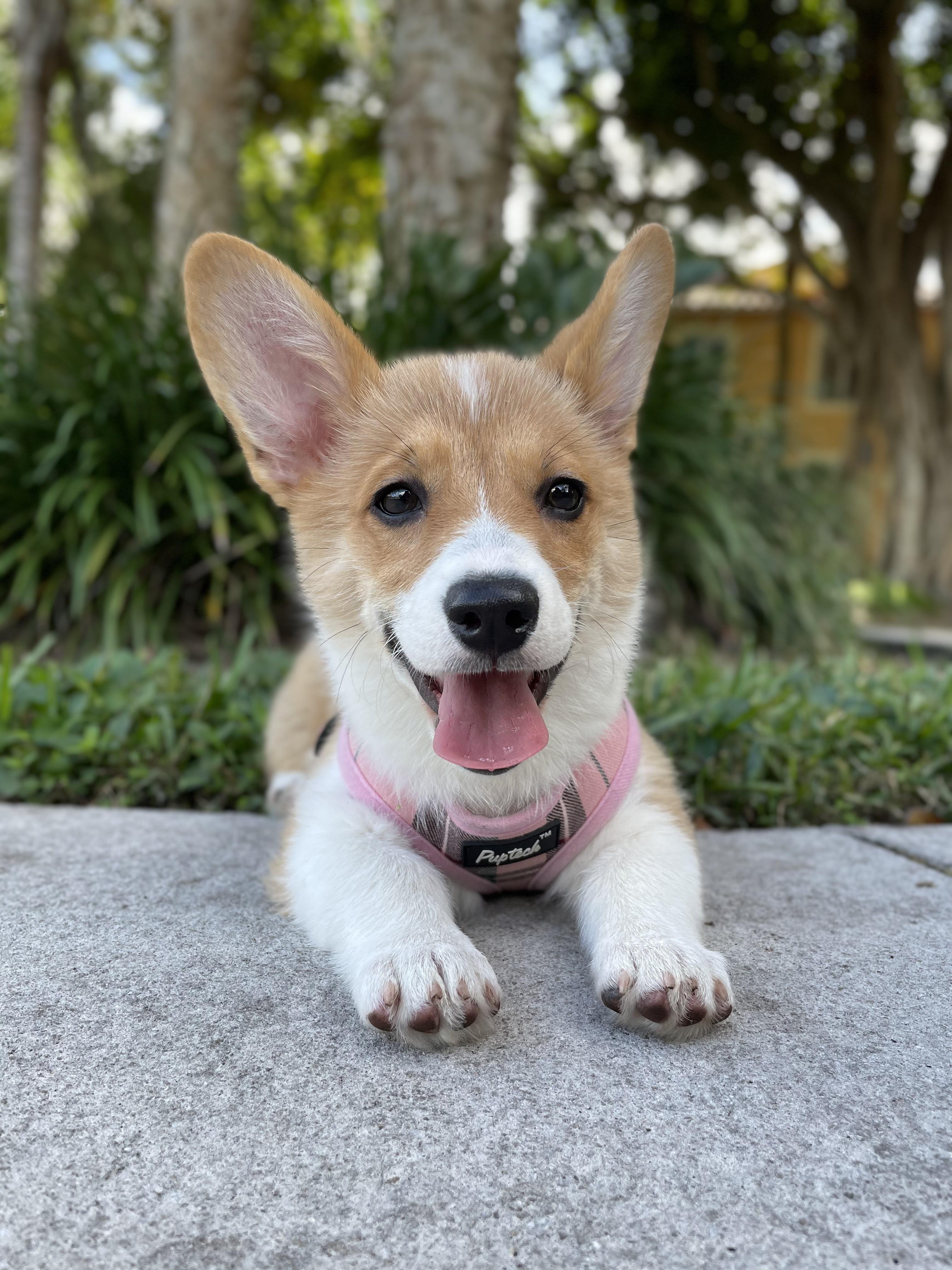 Is Camila still allowed in r/BabyCorgis? 🥺 | Scrolller