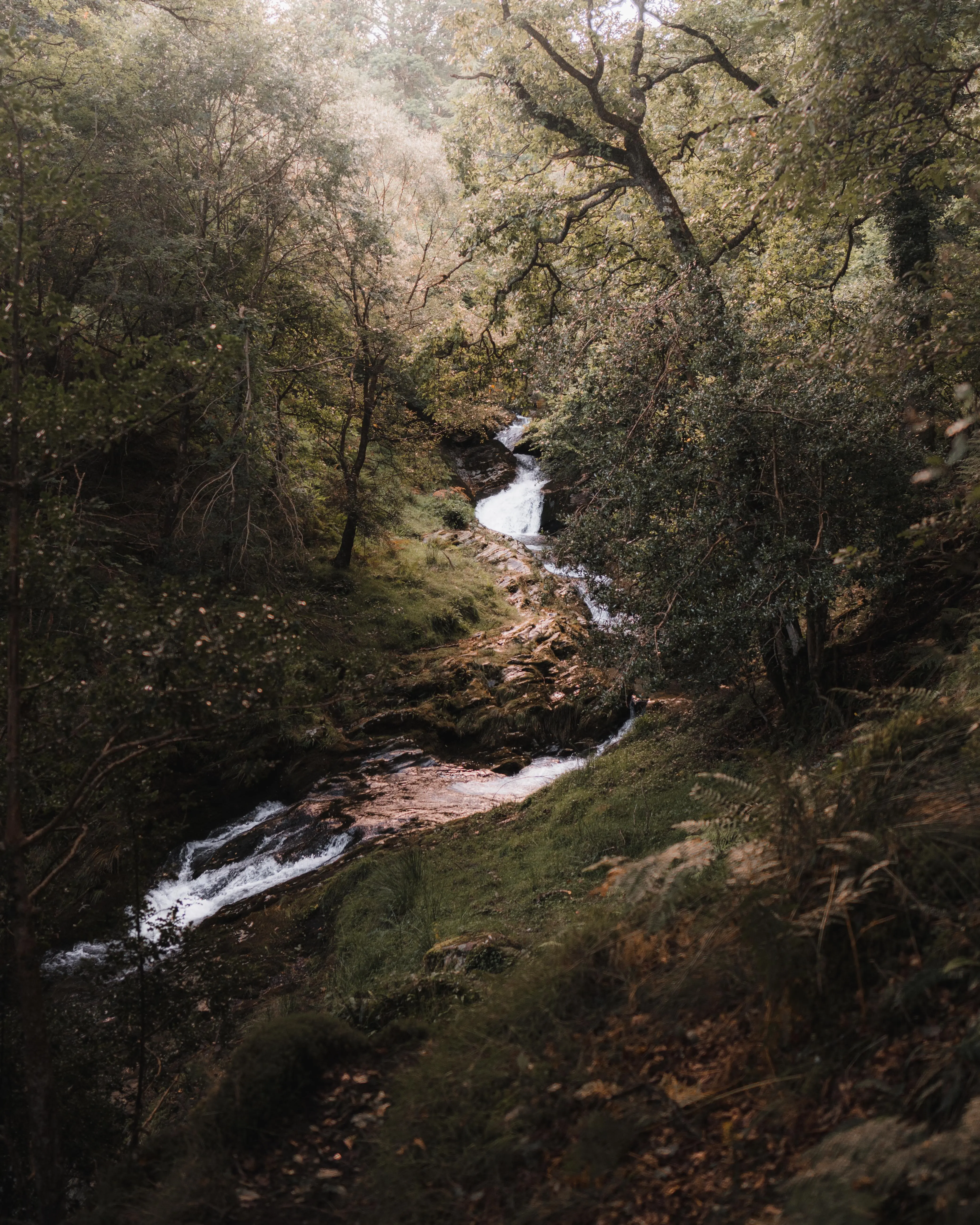 ITAP of a forest river in Ireland