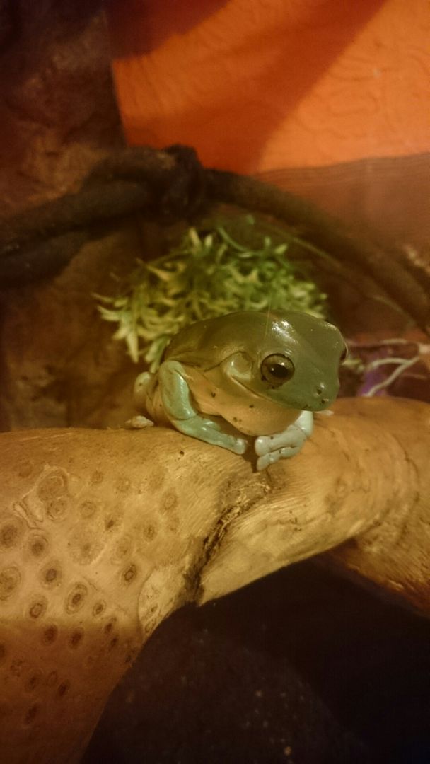 It's a hard life being a dumpy. Herbert thinks so anyway.