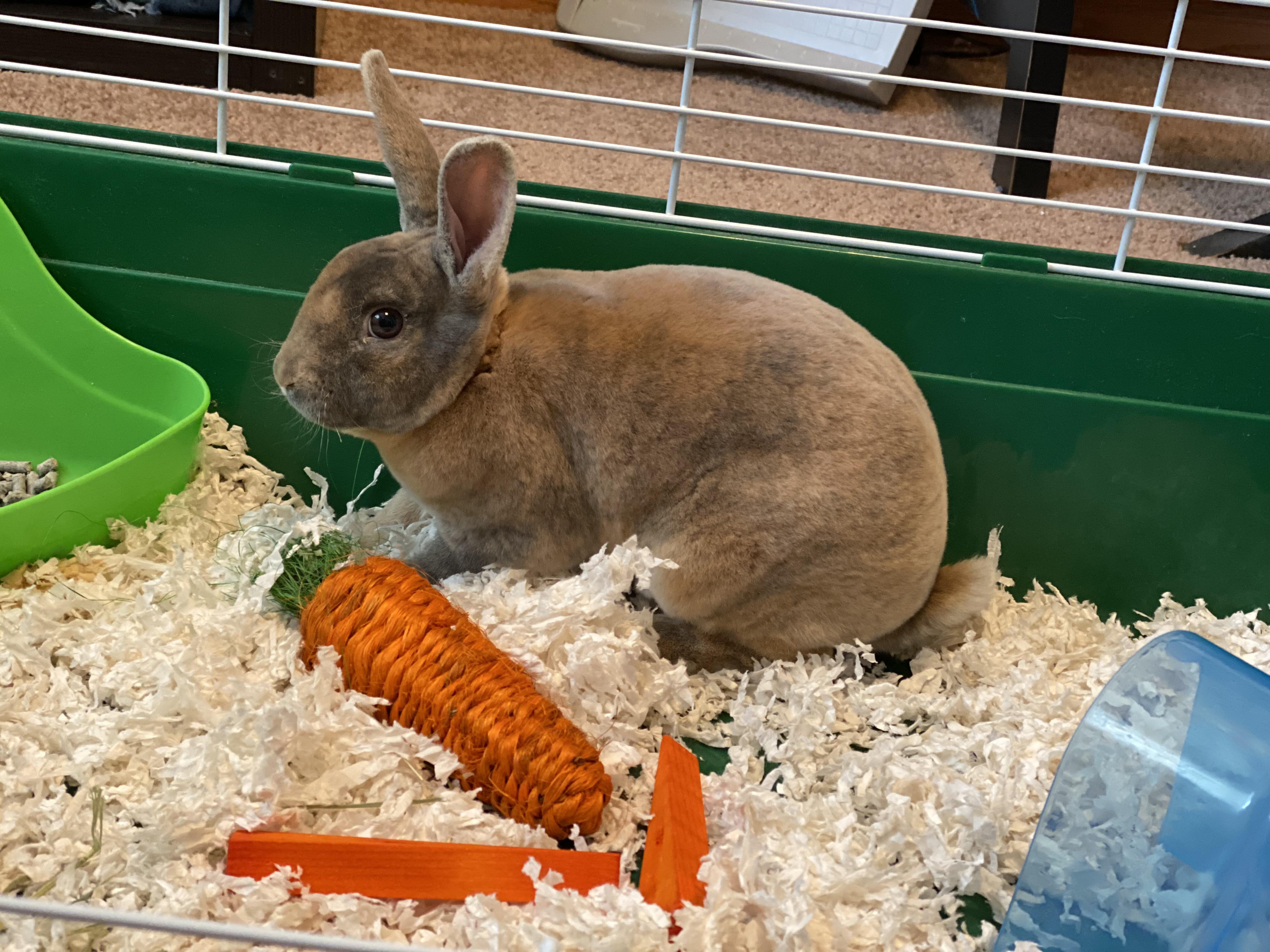 Ive had rabbits growing and have wanted a rabbit for a long time, and ...