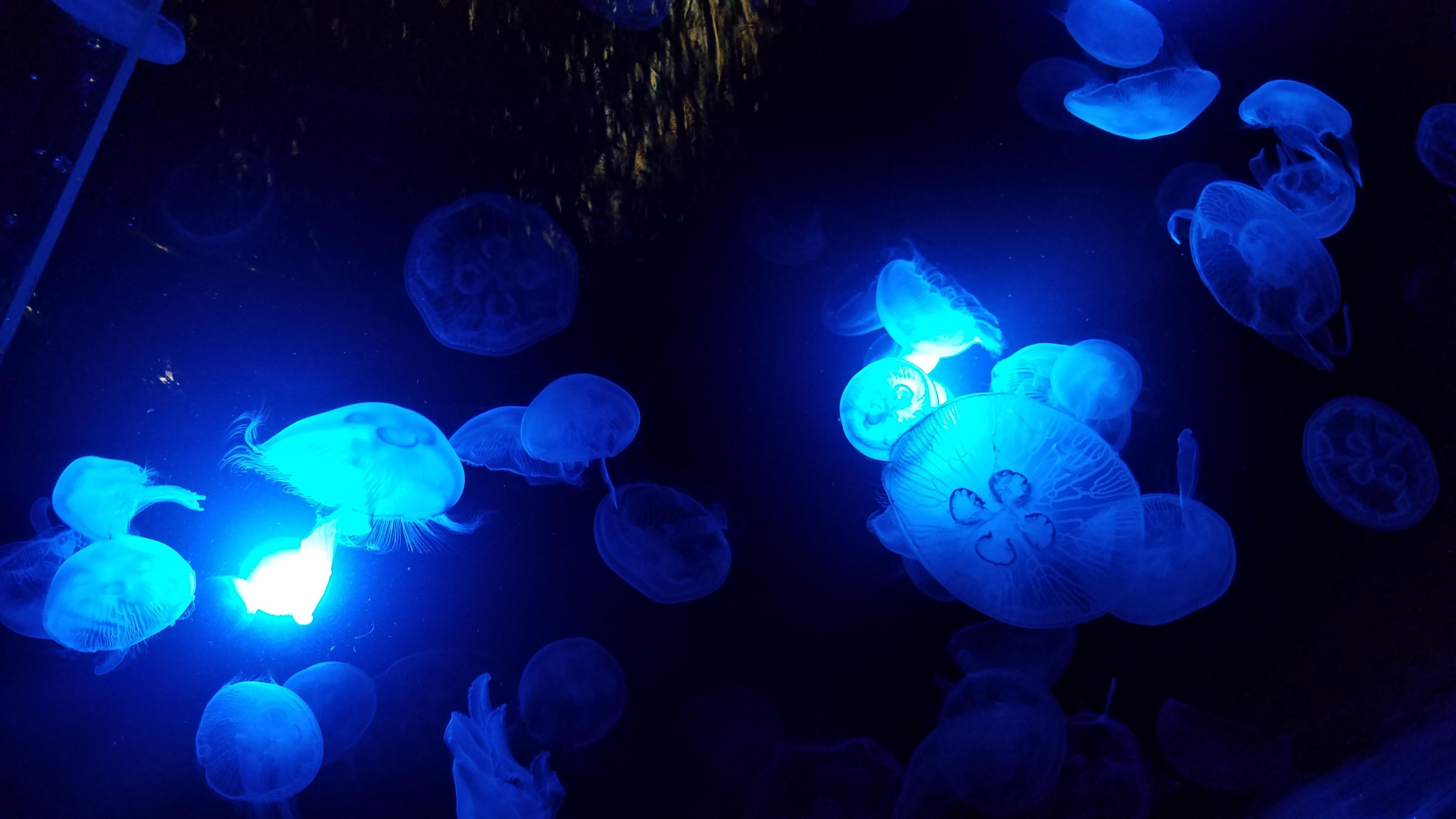 Jellyfish from an aquarium in Galveston Texas | Scrolller