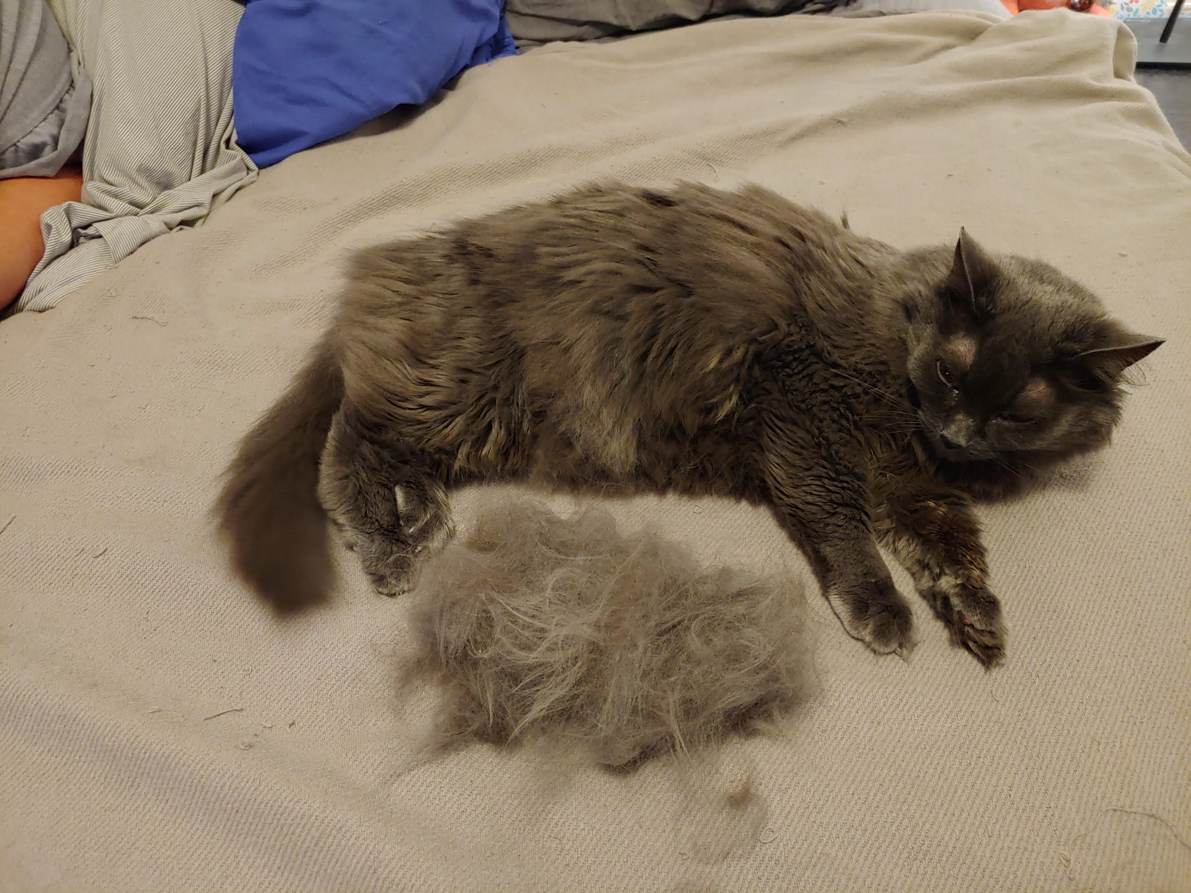 Just a little undercoat brushing. Scrolller