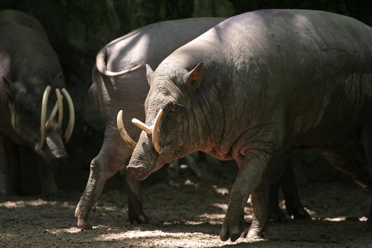 Just Majestic Scrolller