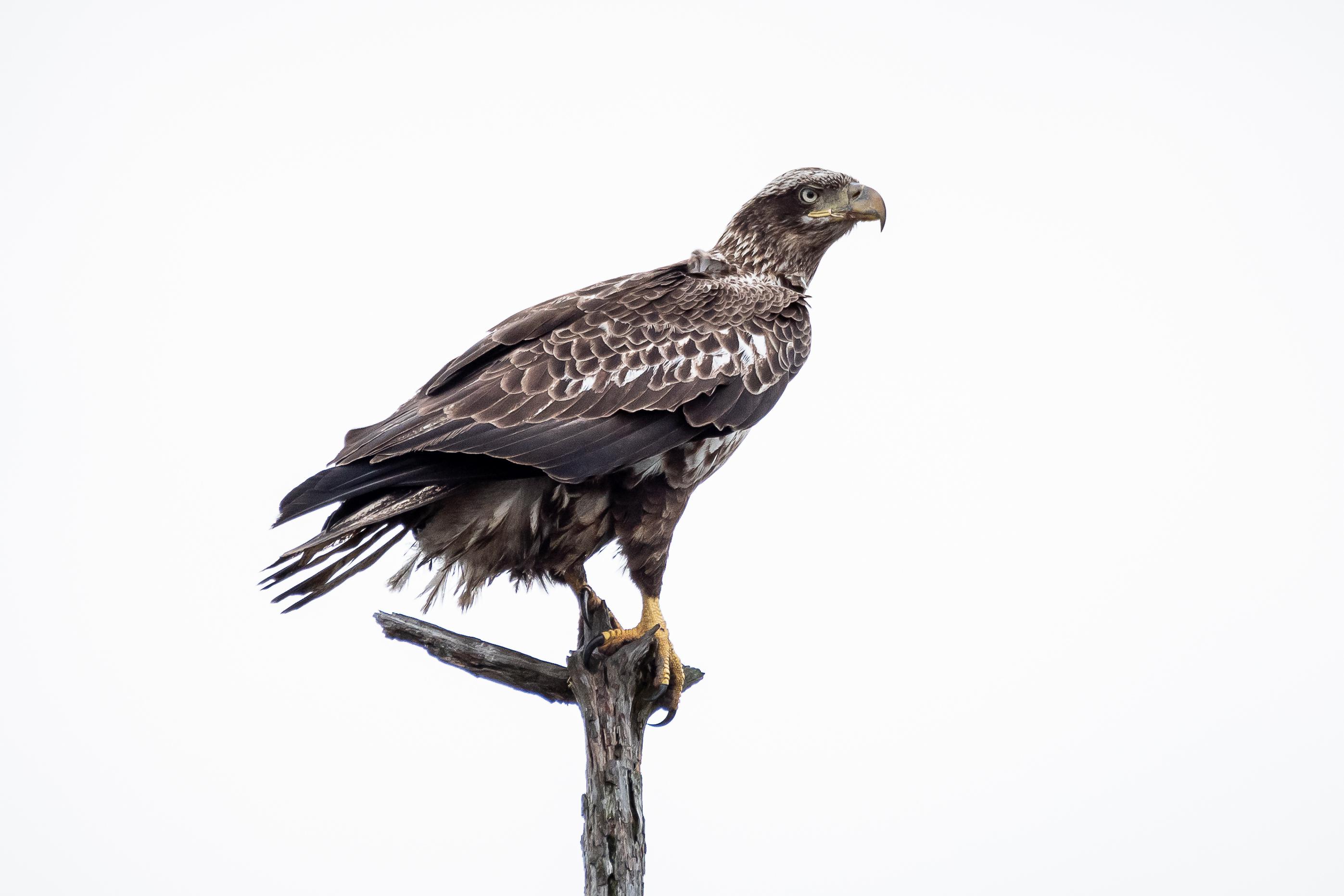 Juvenile Bald Eagle - North Carolina | Scrolller