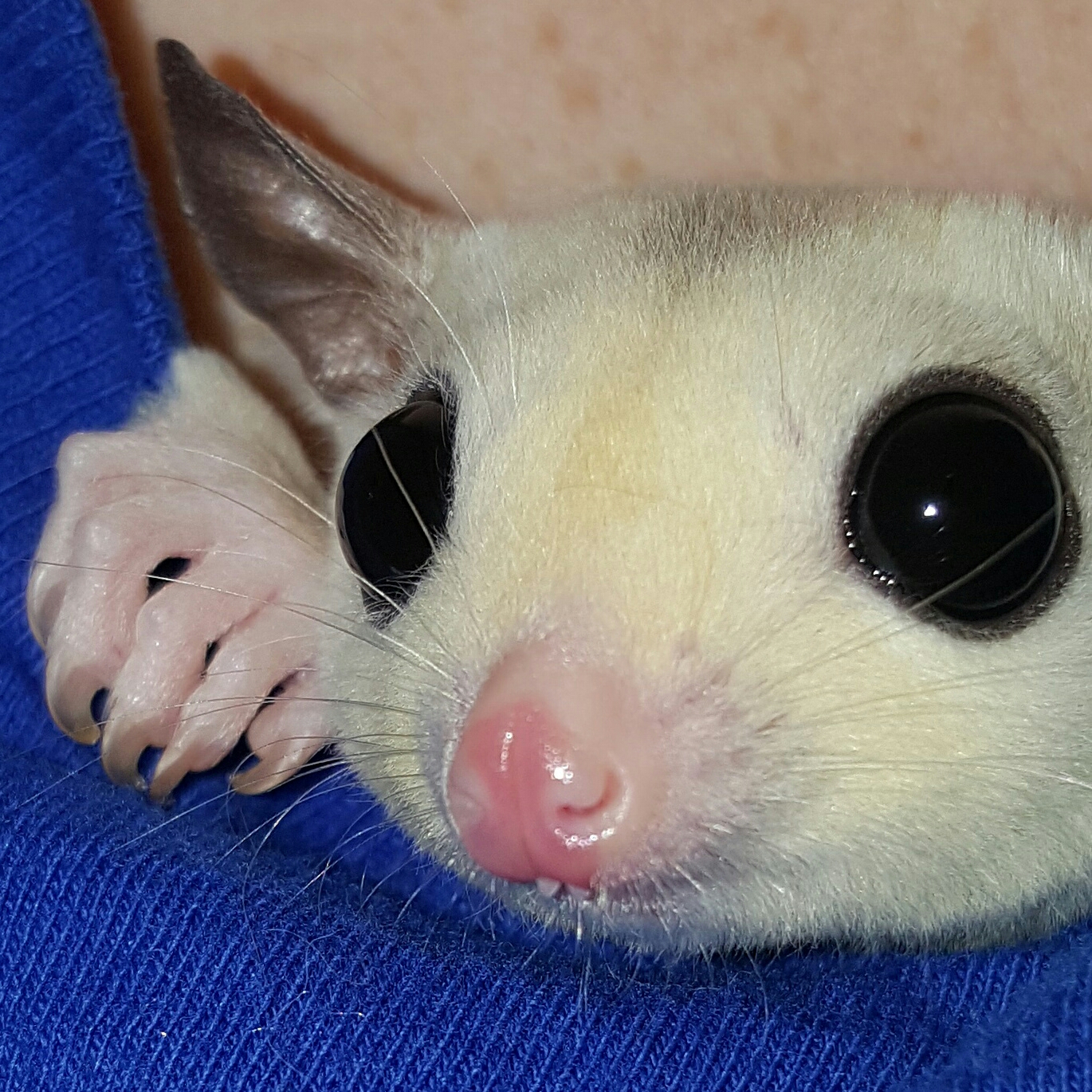 Teefyer Kaylee - Teefer Tuesday - Sugar Glider | Scrolller