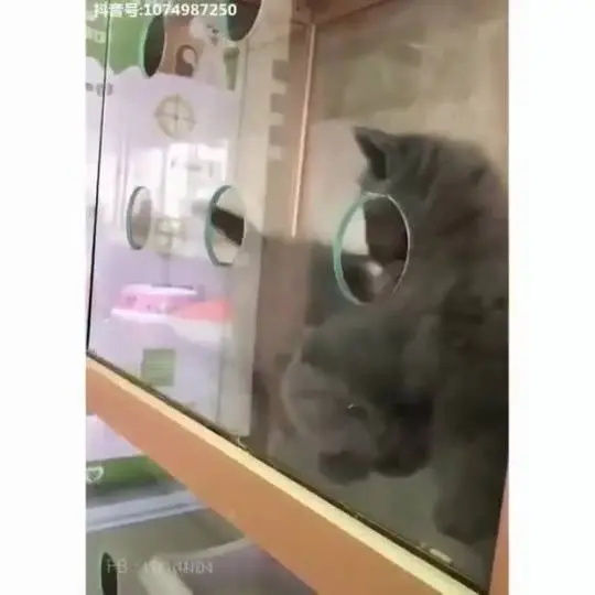 Kitty.