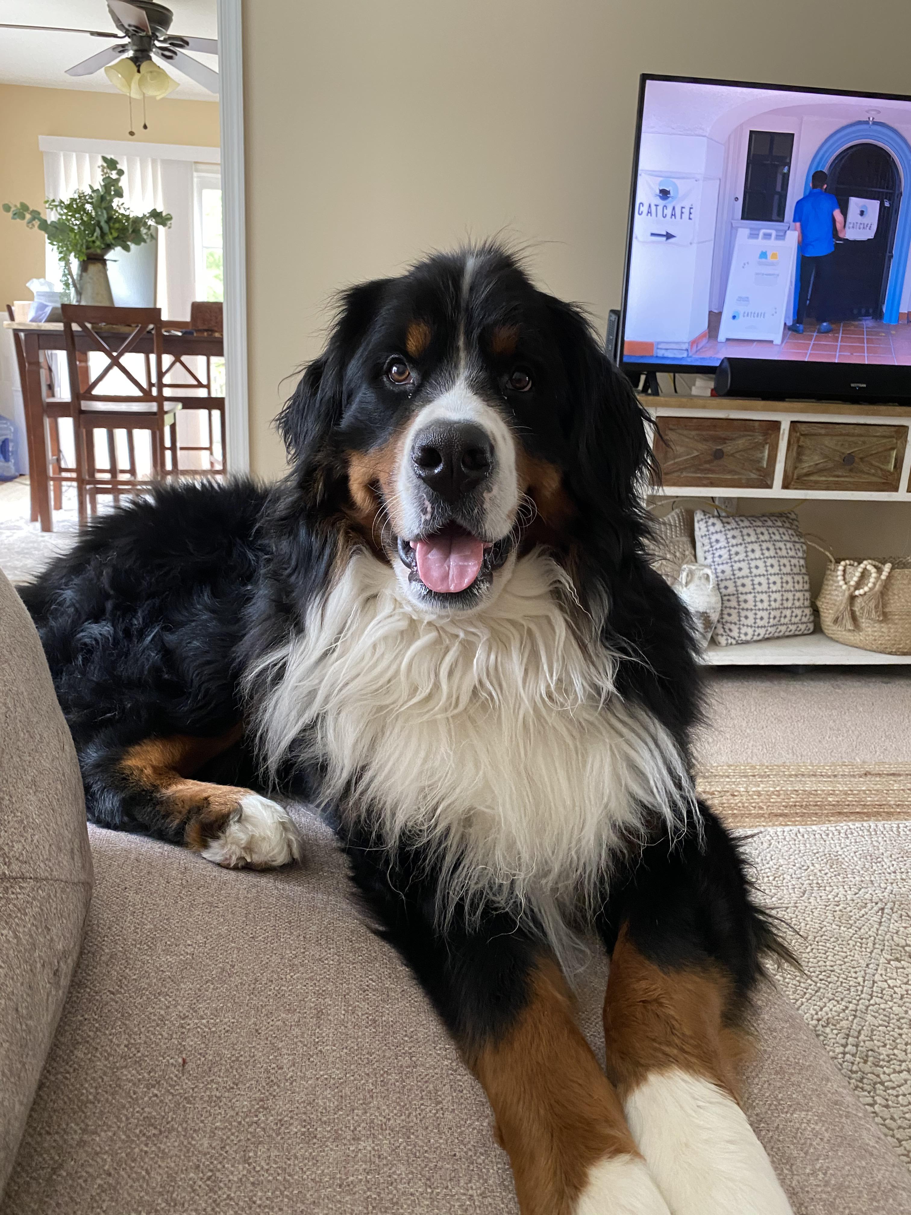 Lazy Sunday Scrolller