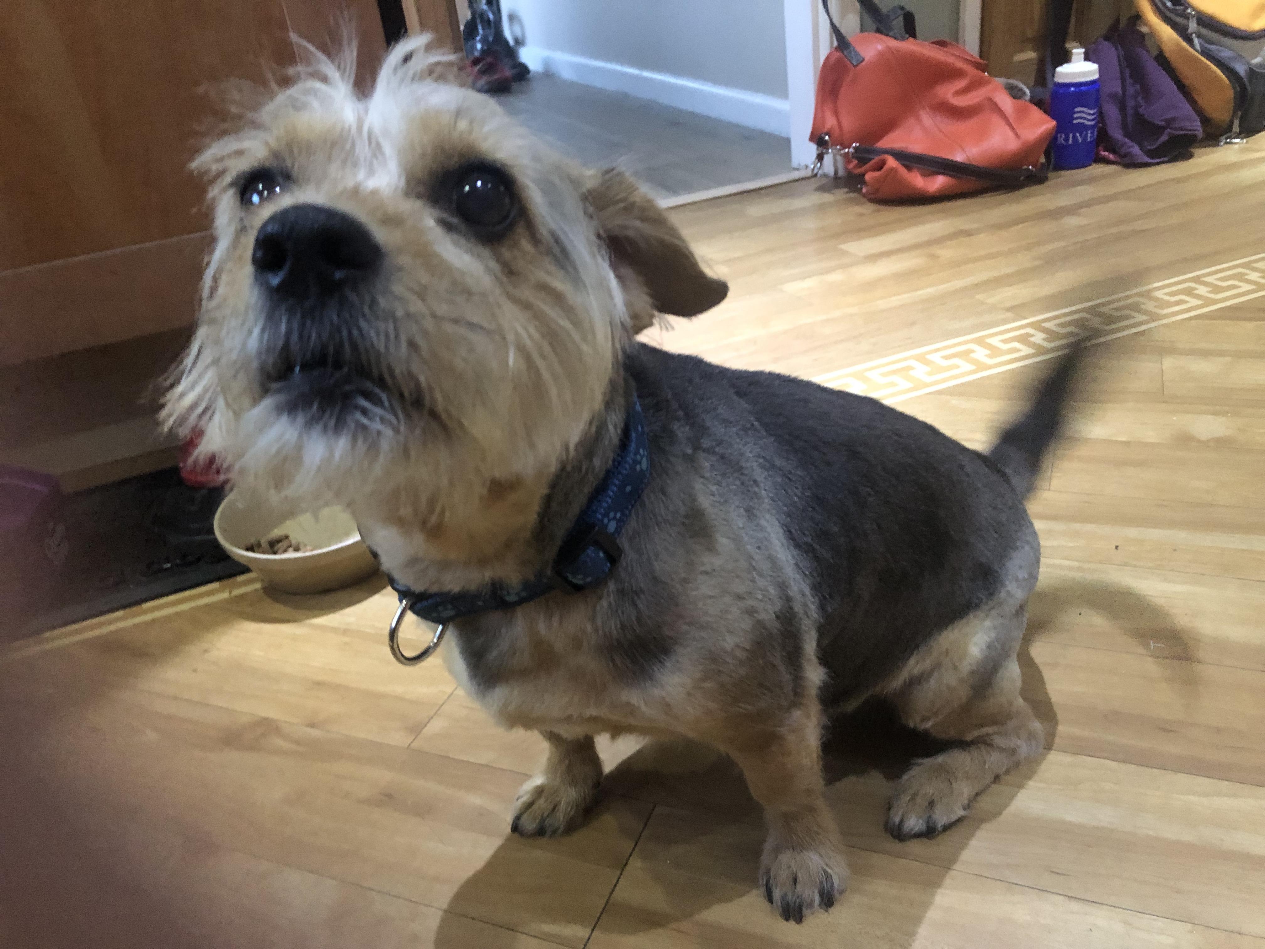 Lily post groomer, ready for the summer and looking Scrolller