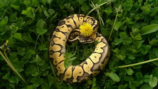 Lucille the Ball Python just enjoying the sunshine