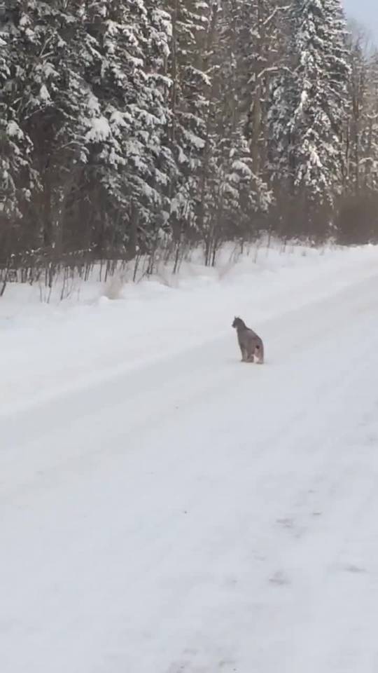 Lynx has rabbit for lunch | Scrolller