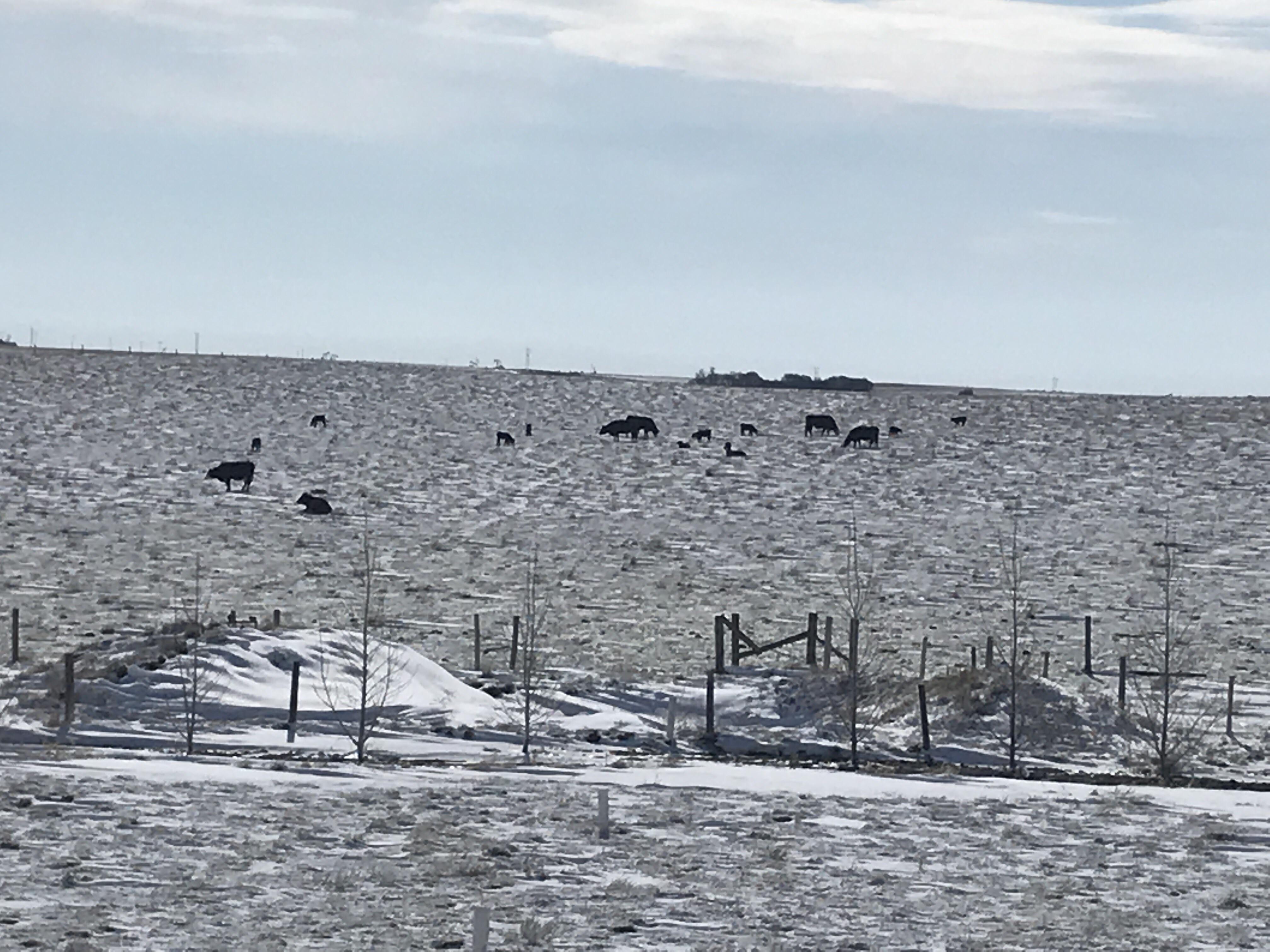 Made It Through Spring Blizzard Scrolller