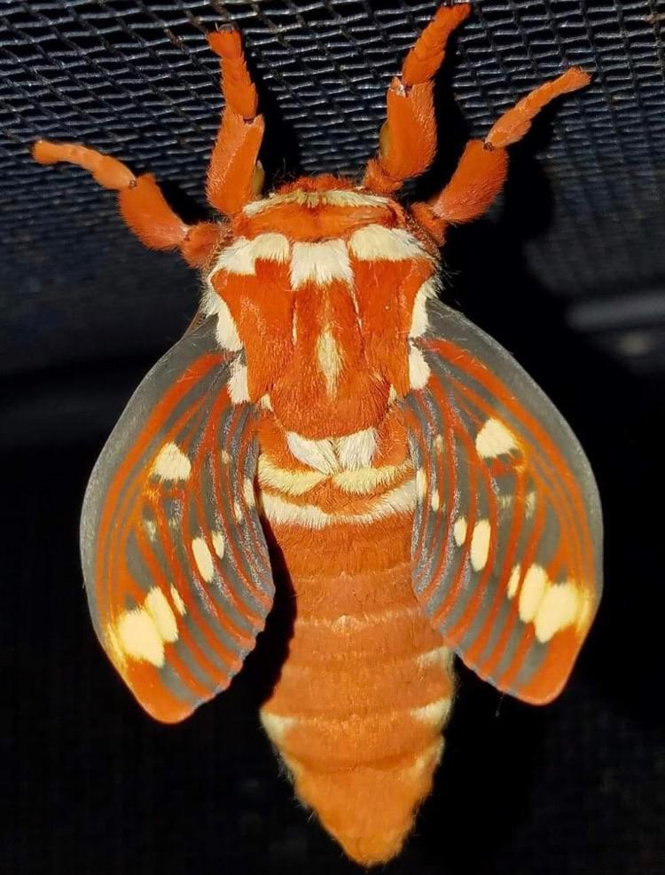 Lymph Bug Insect Many insects need to push hemolymph (bug blood) into their wings, into ...