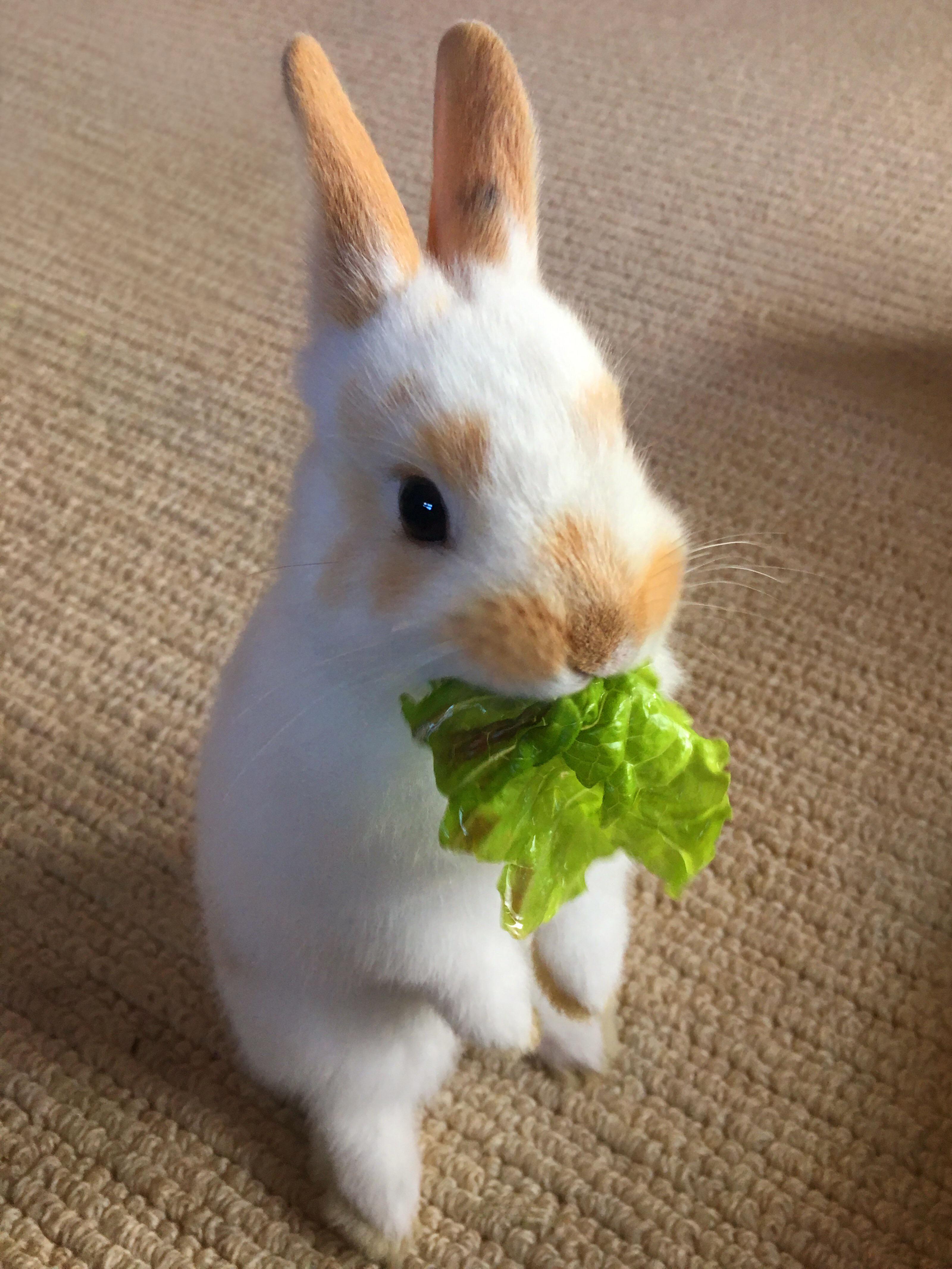 Bunby Rabbit Meet my first Rabbit ever, BunBun! | Scrolller
