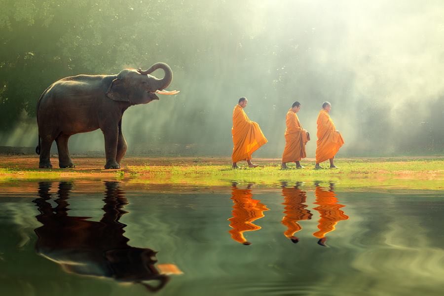 Monk and elephant