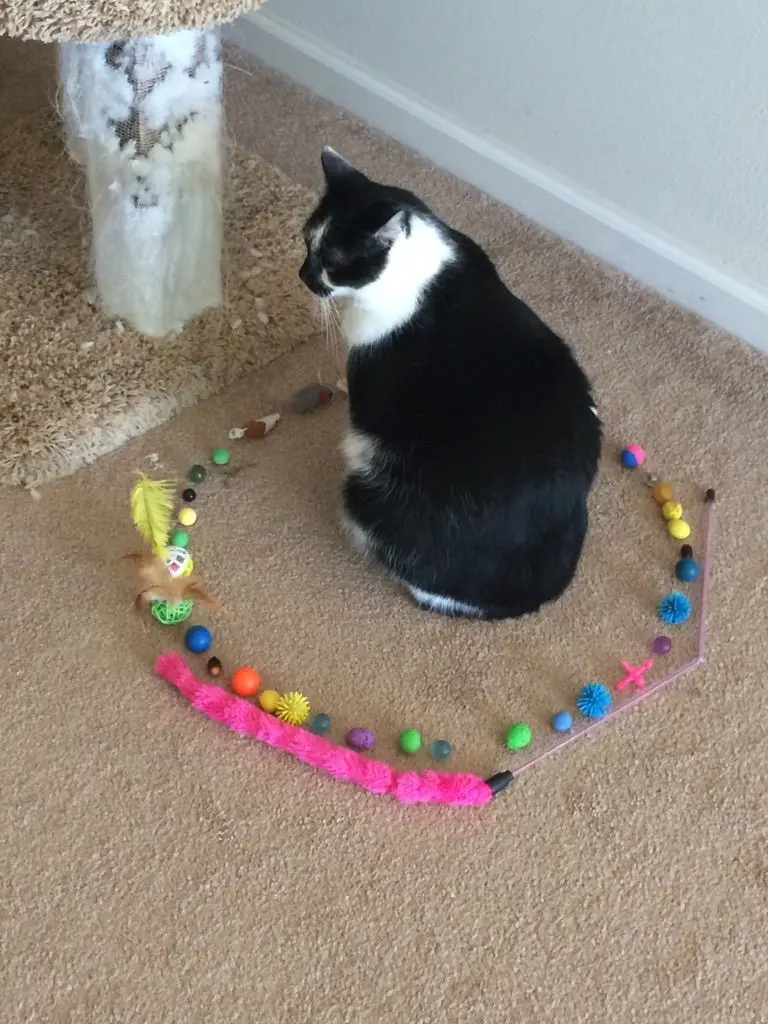 Moses' cat circle made from his toys. | Scrolller