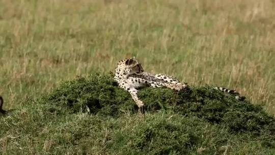 Mother cheetah attempts to keep track of her five very energetic cubs