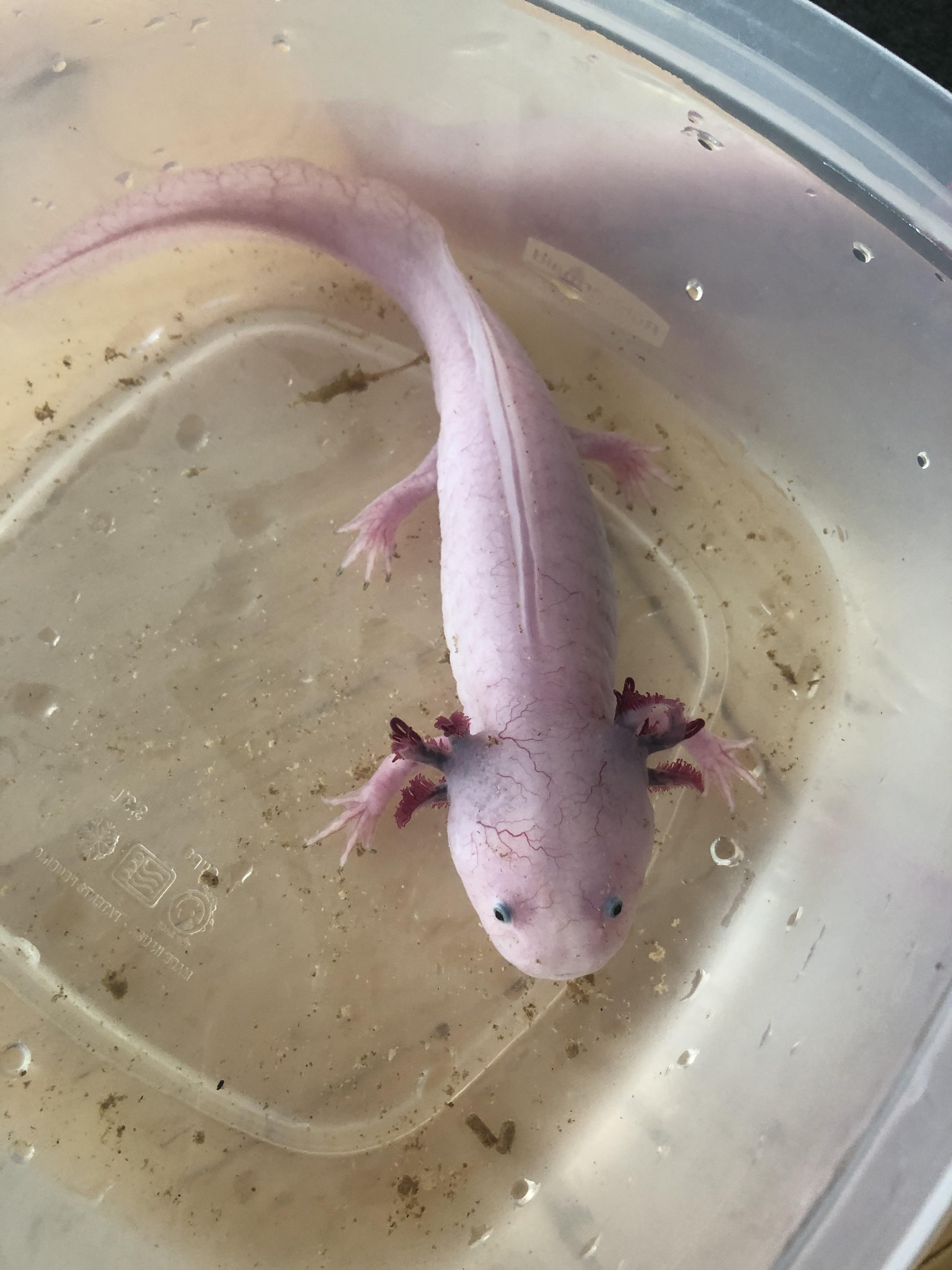 my-axolotl-is-looking-more-veiny-than-usual-otherwise-he-seems-fine