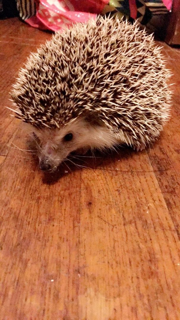 my best little friend, Dobby