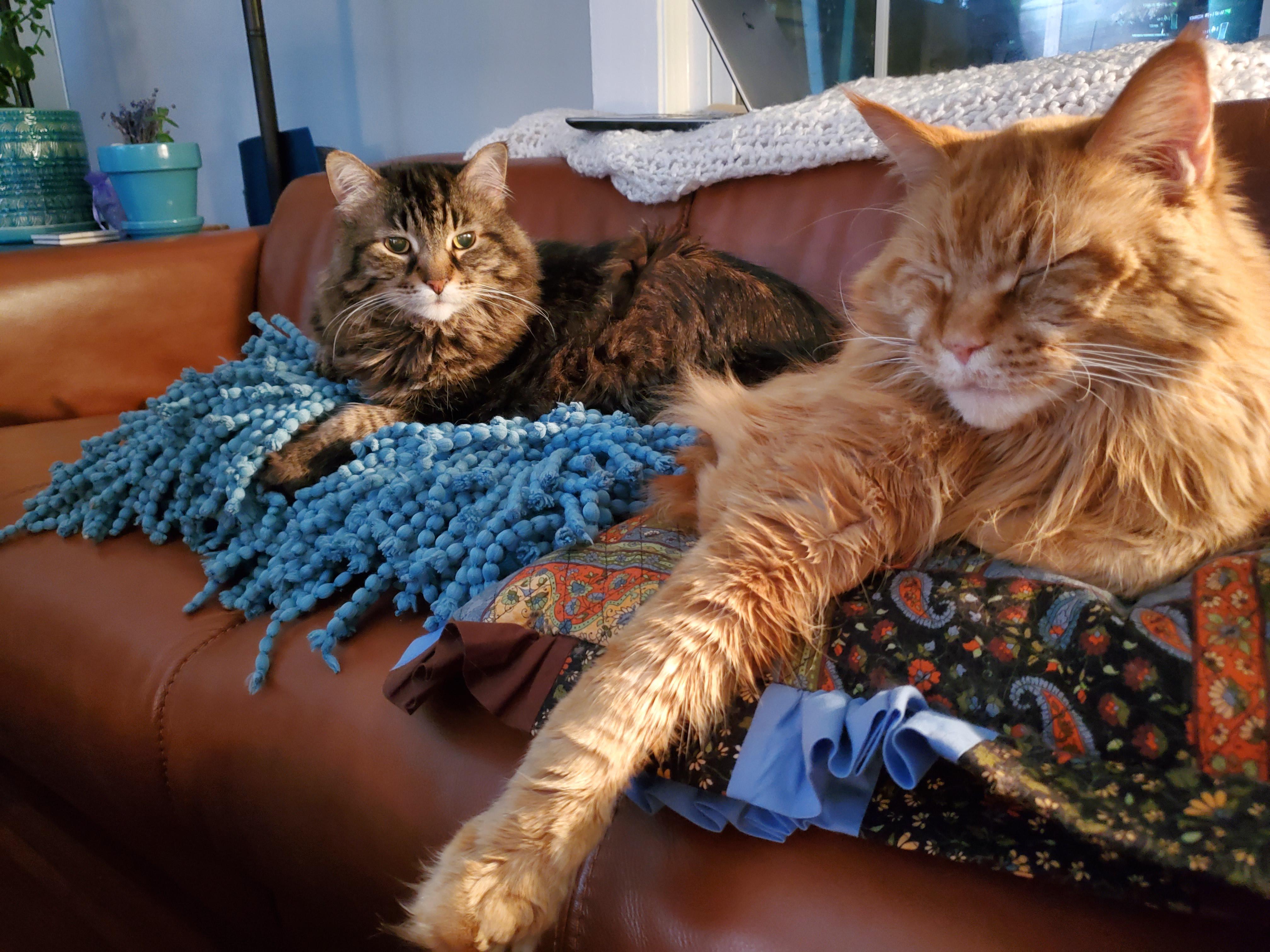My bois, Charlie (15) and Sunny (10). Good luck finding a spot on the