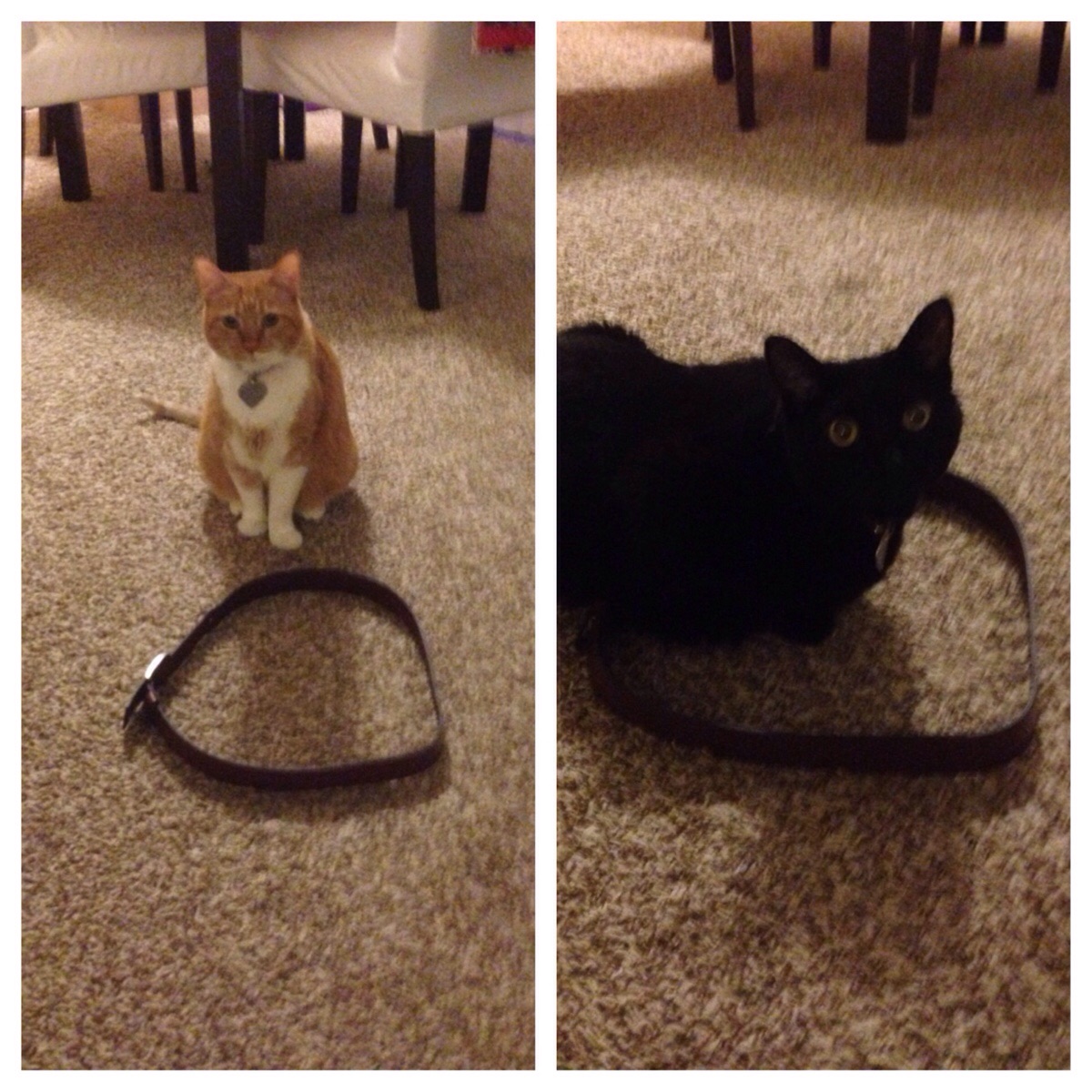 My cats are not working! How do I restart them? Scrolller