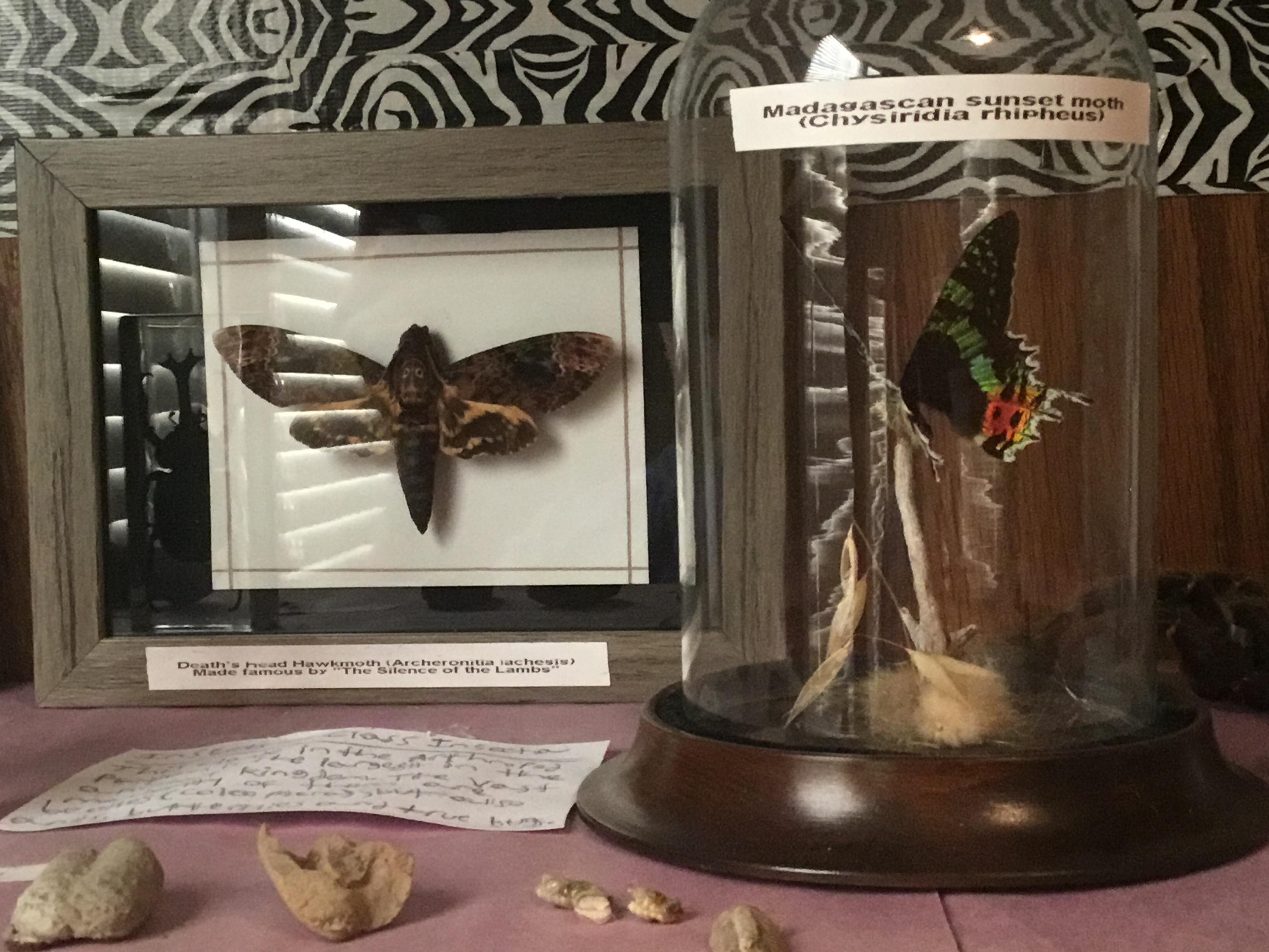 Prserved Insects My collection of preserved insects, got two Lepidopteran species ...