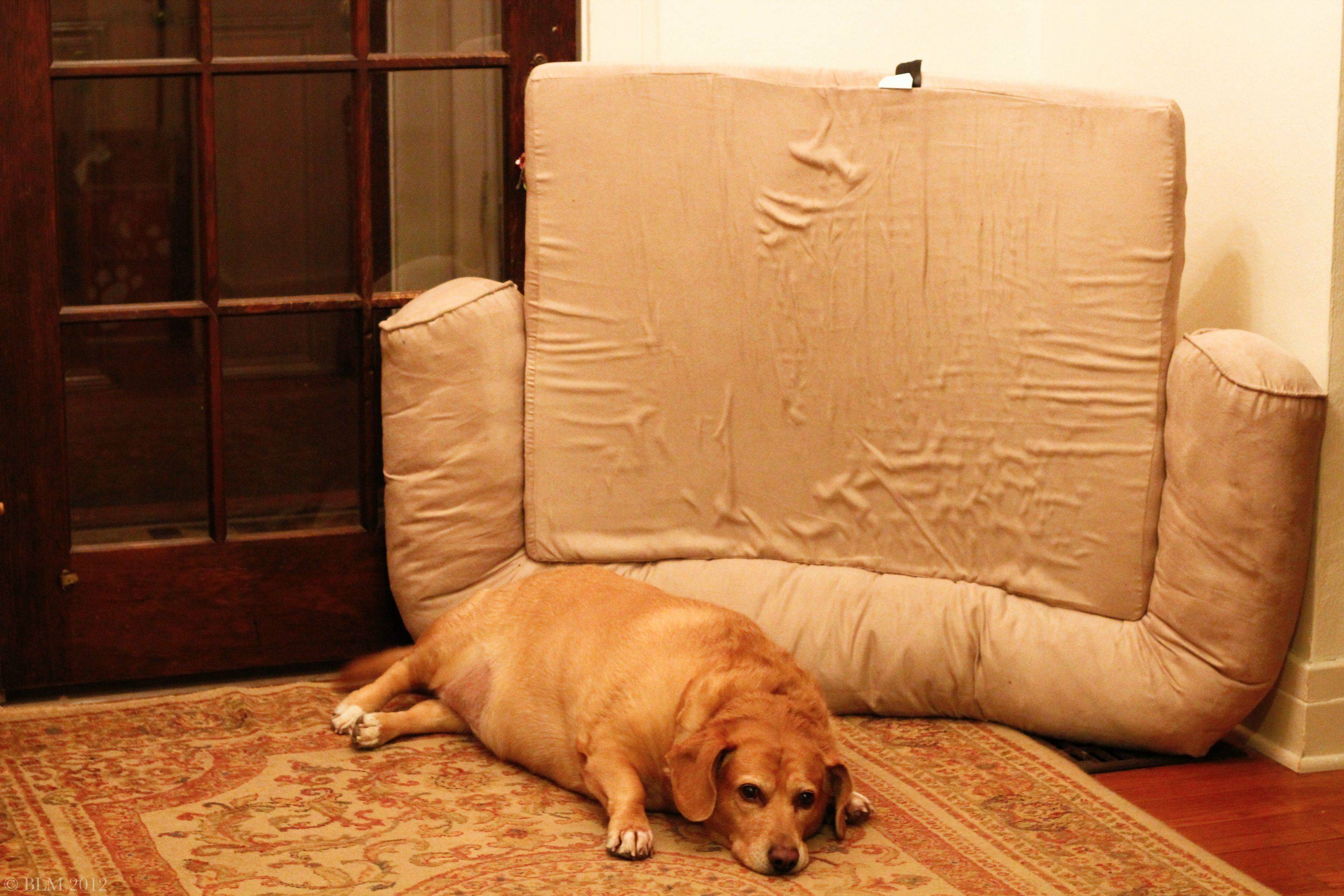 My dog likes to rearrange her bed. This is one of her more drastic designs. Scrolller