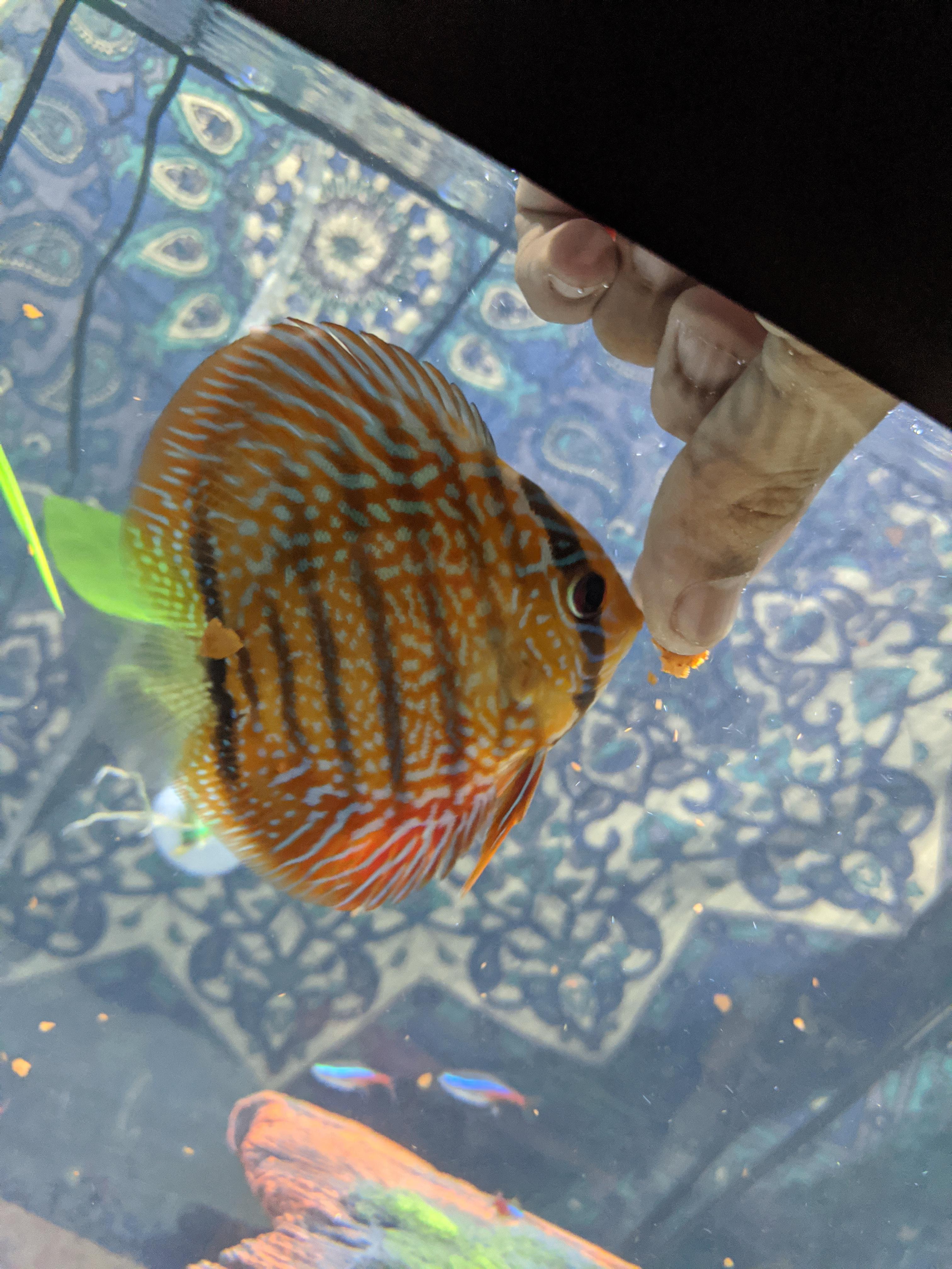 Discus Eating My favorite lil discus eating some reef flakes | Scrolller