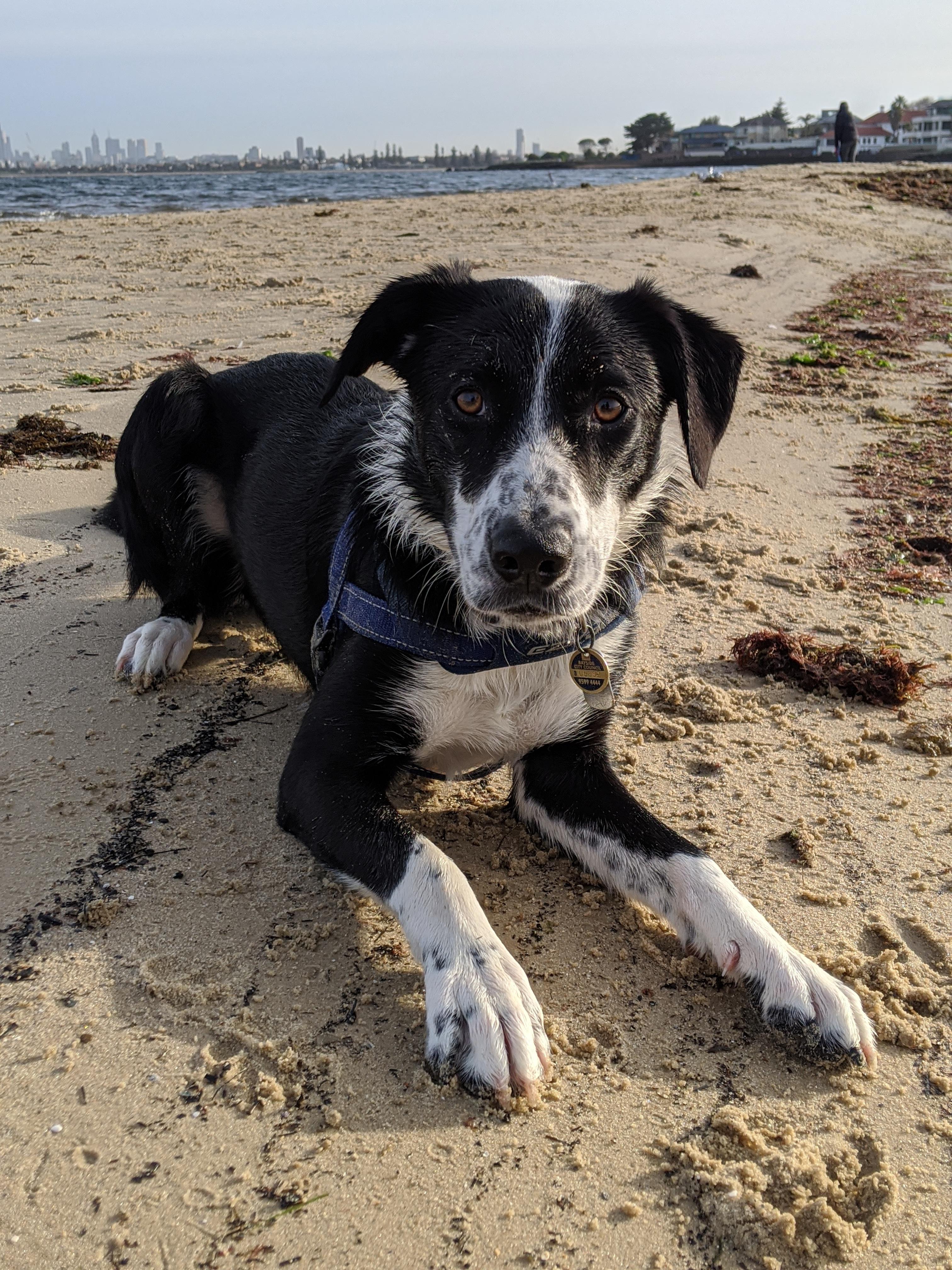 My first dog - I love him so much | Scrolller