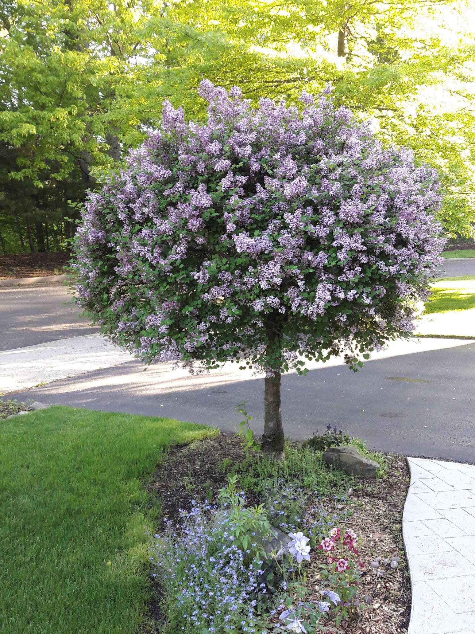 My Korean lilac tree is finally in bloom! Scrolller