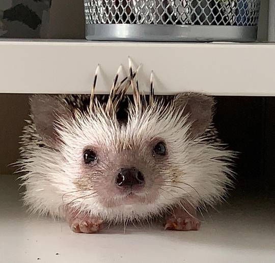 my lil study buddy