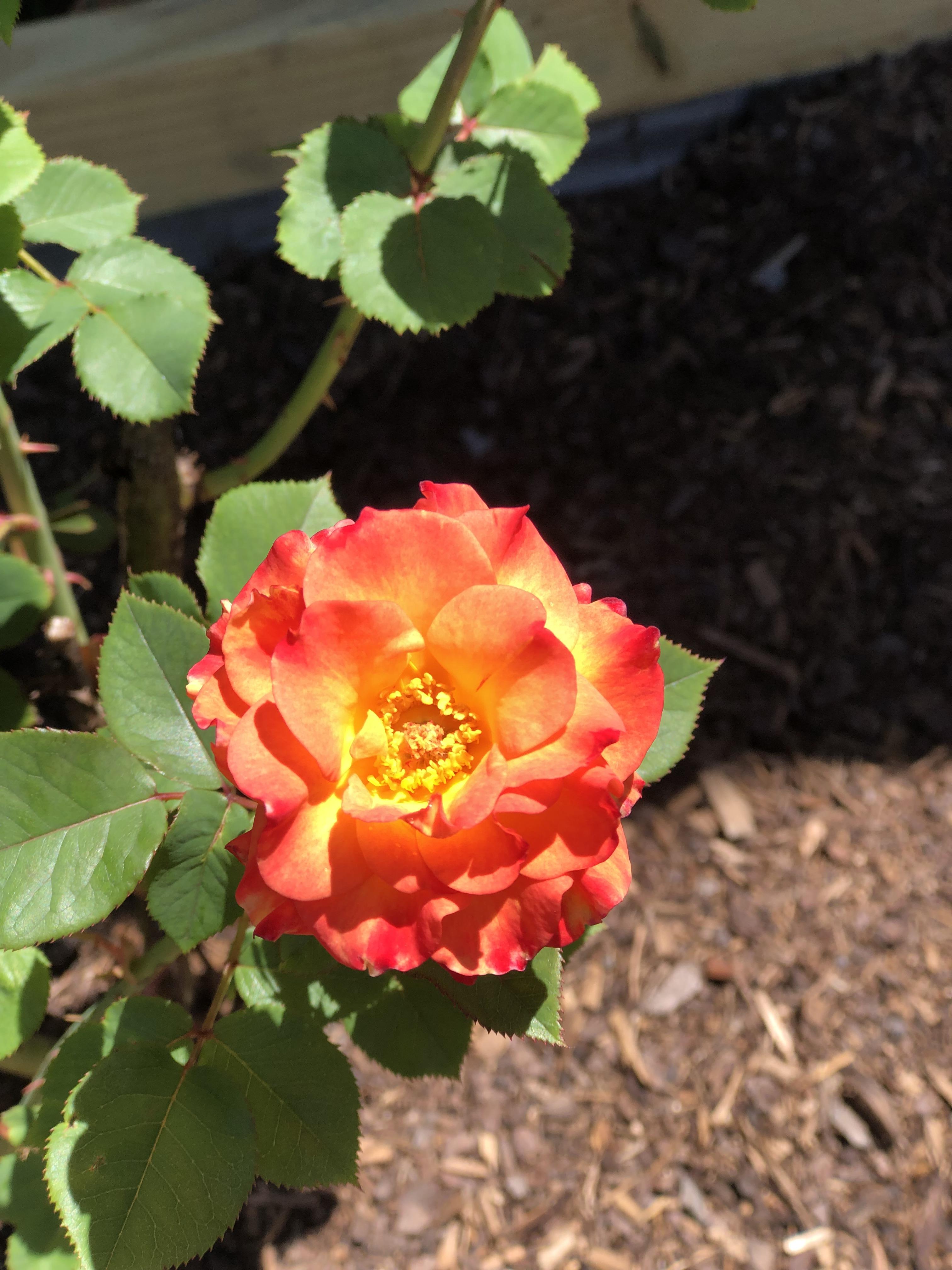 My new Arizona Rose bush has bloomed. this is the first Rose I’ve ...