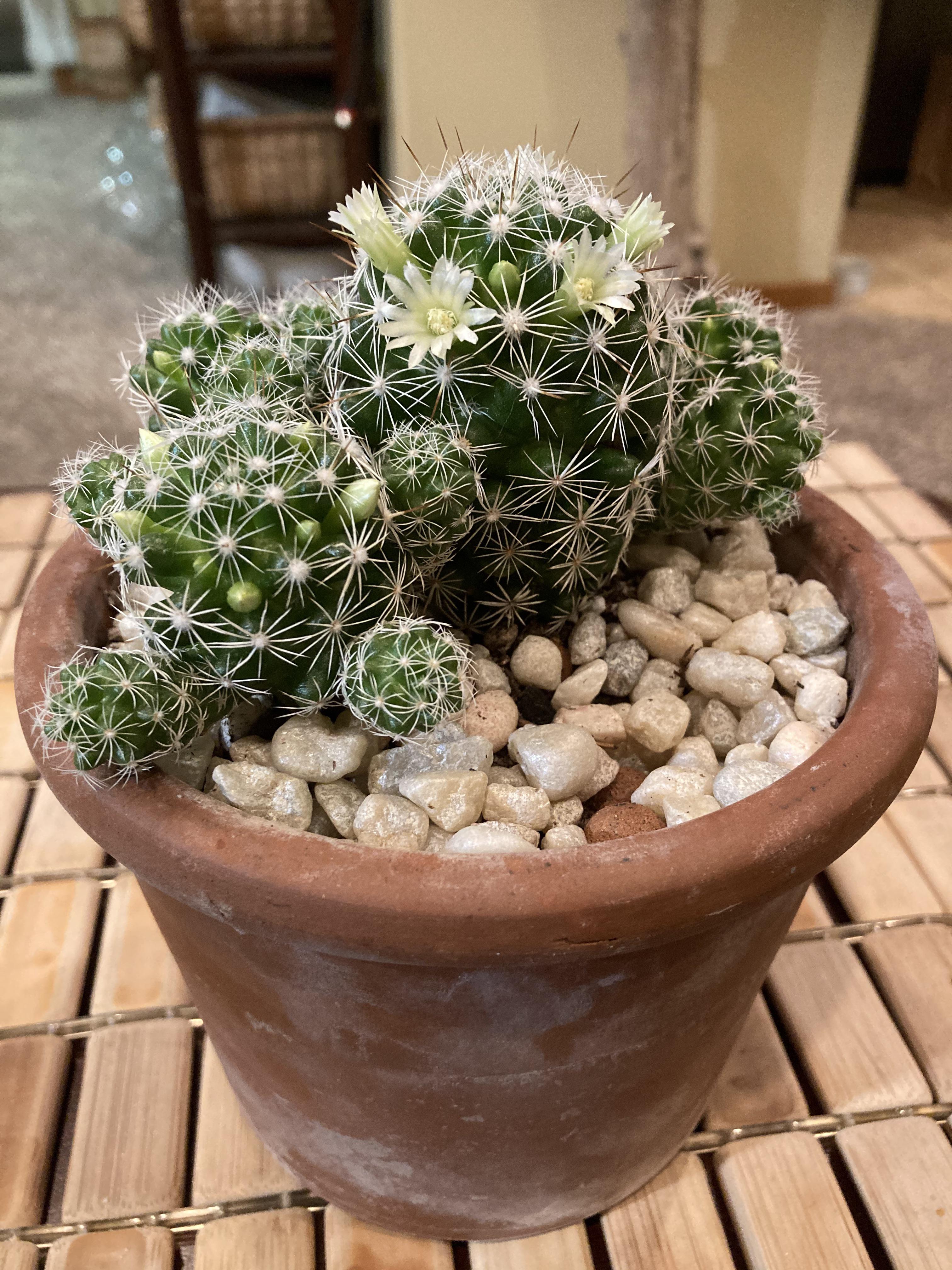 My thimble cactus is flowering 🌵 🌸 😊 Scrolller