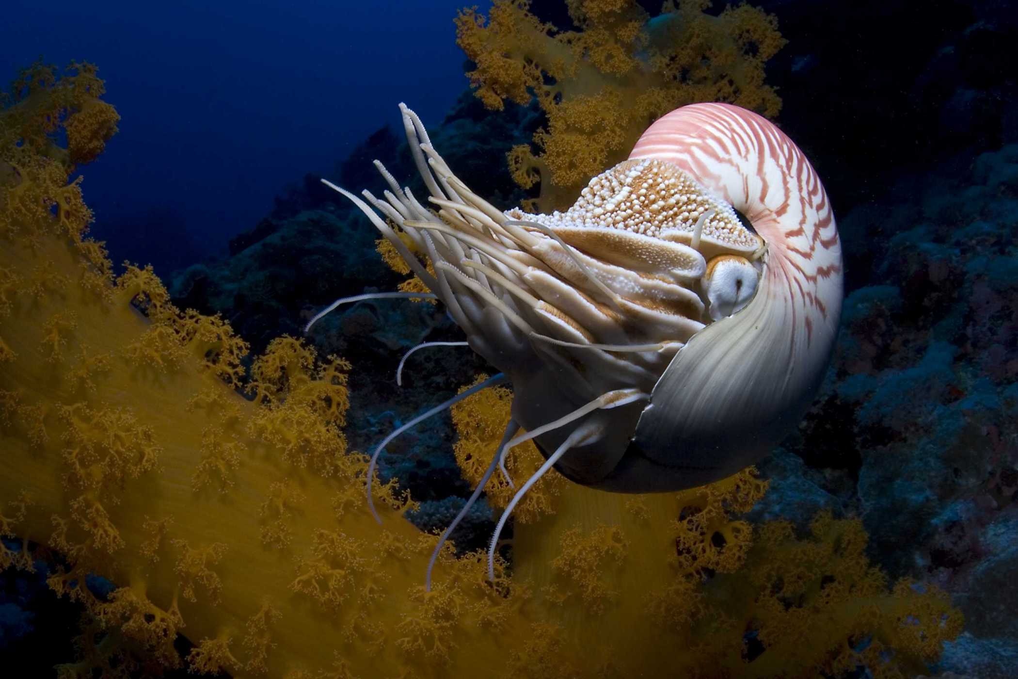 1 обитатель океана. Наутилус головоногий моллюск раковина. Наутилуспомптлиус моллюск. Наутилус Помпилиус моллюск. Наутилус Помпилиус Ракушка.