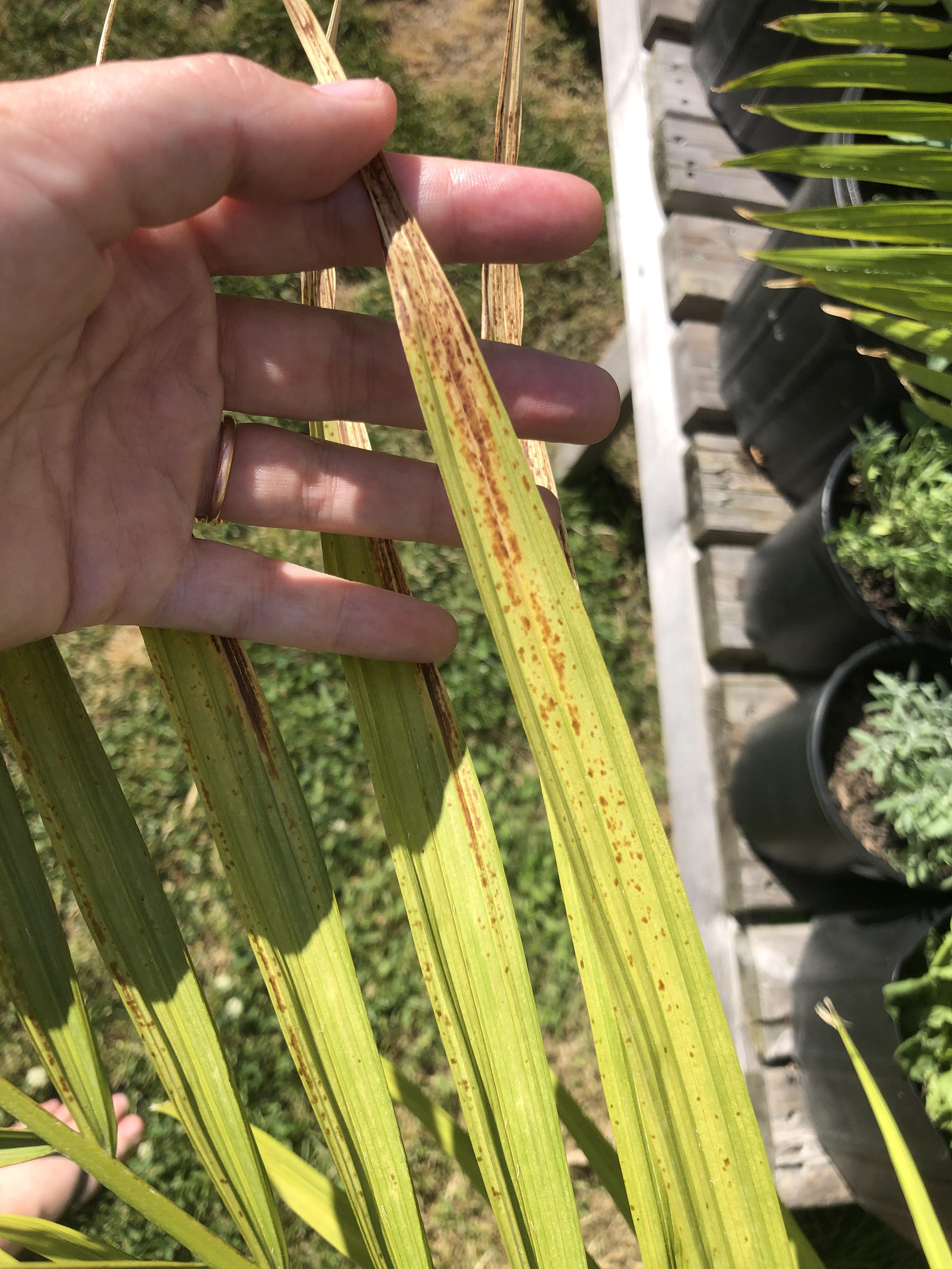 Need help with my palm tree: disease/treatment! | Scrolller 