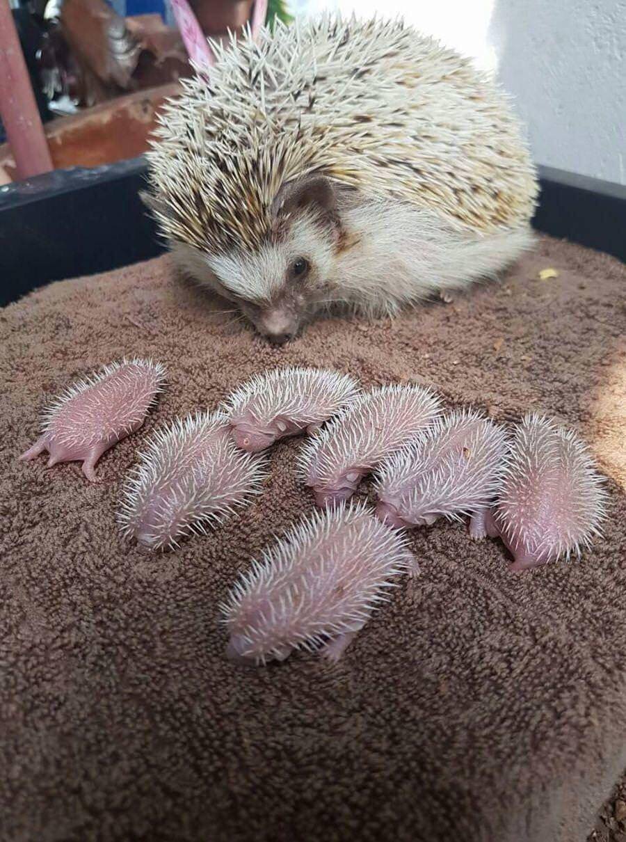 Newborn hedgehogs look like tiny pink cacti | Scrolller