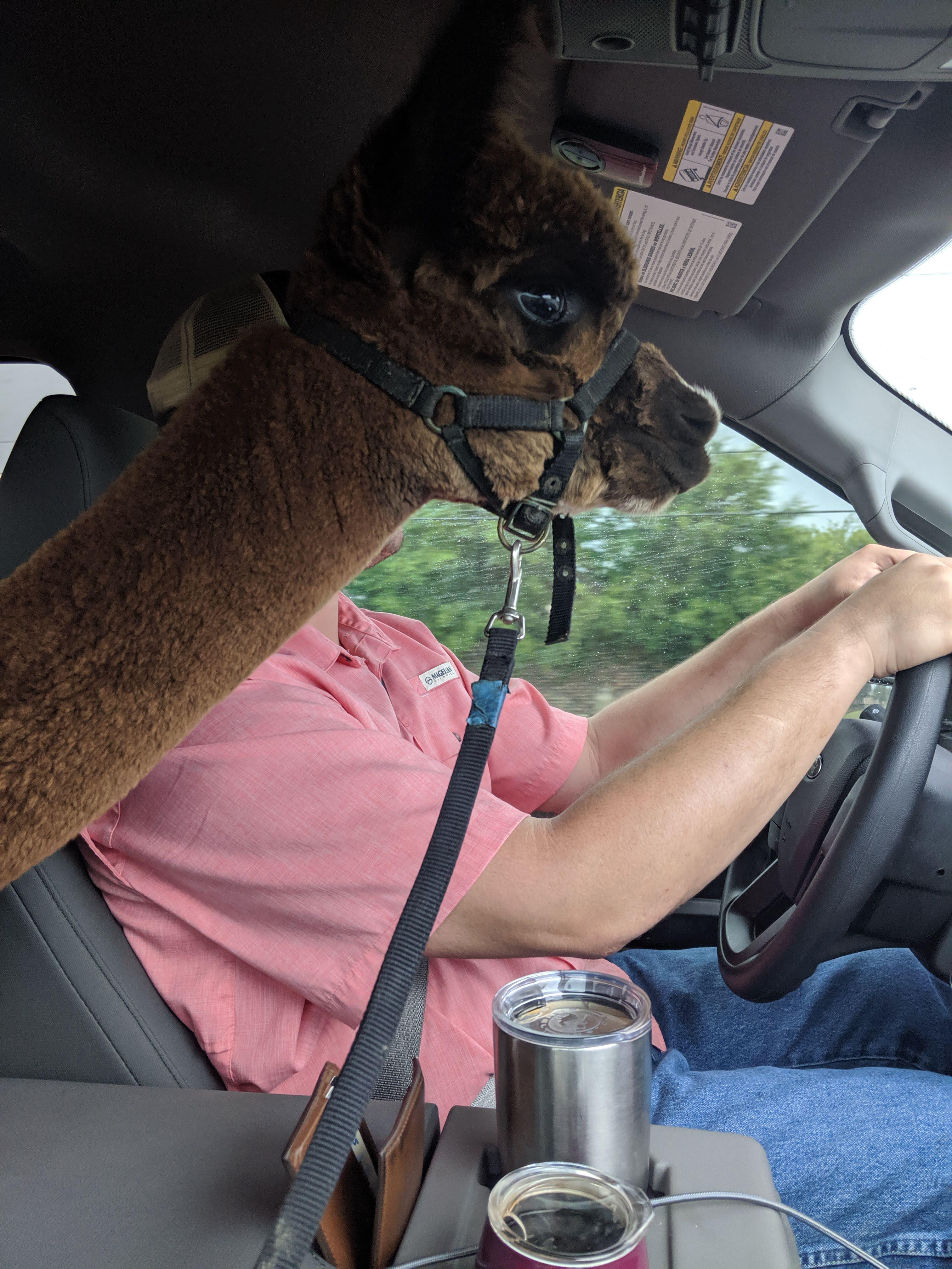 off-to-work-alpacamystuff-scrolller