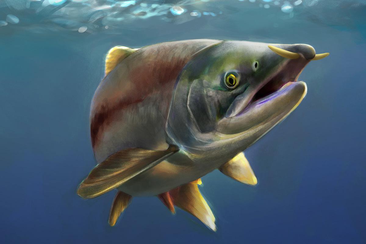 Oncorhynchus rastrosus - The Sabertooth Salmon | Scrolller