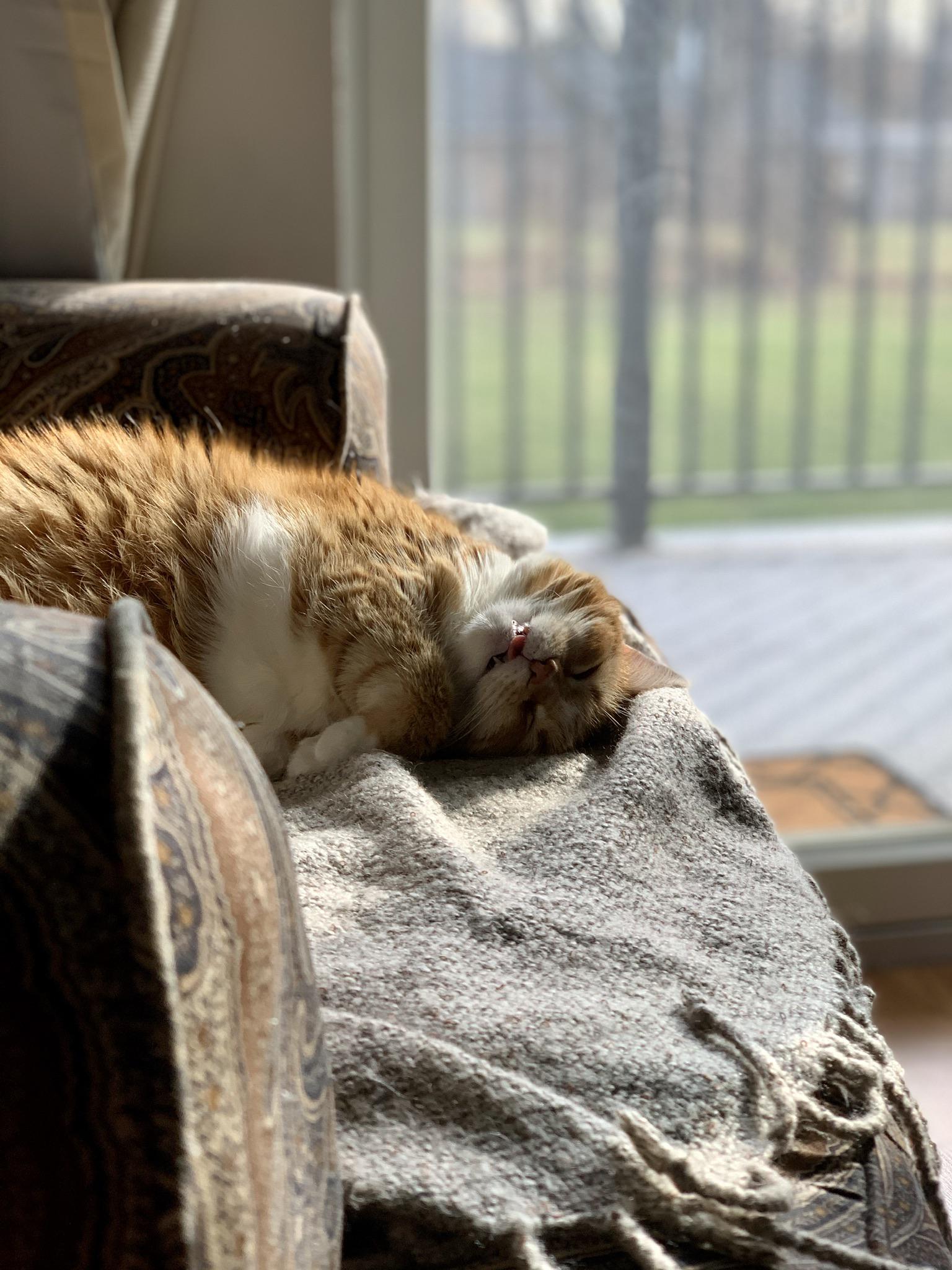 Our best girl Scrolller