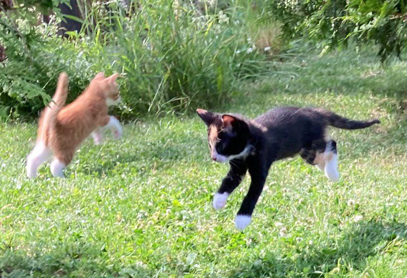 our-kittens-have-just-been-outside-for-the-first-time-never-seen-them