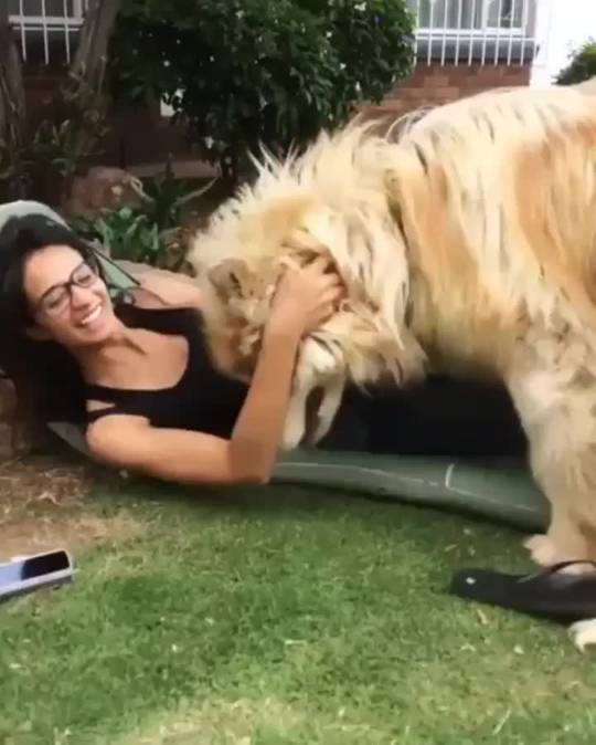 Oversized pup or undersized lion