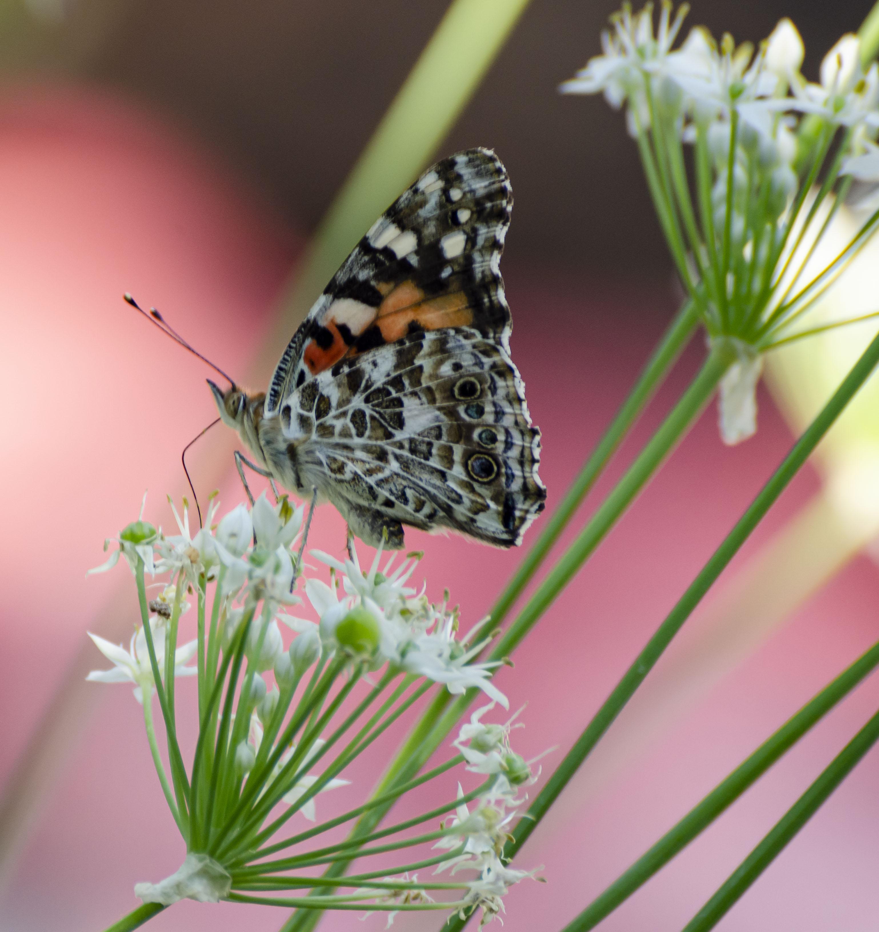 Painted Lady Butterfly [OC] San Antonio, Texas | Scrolller