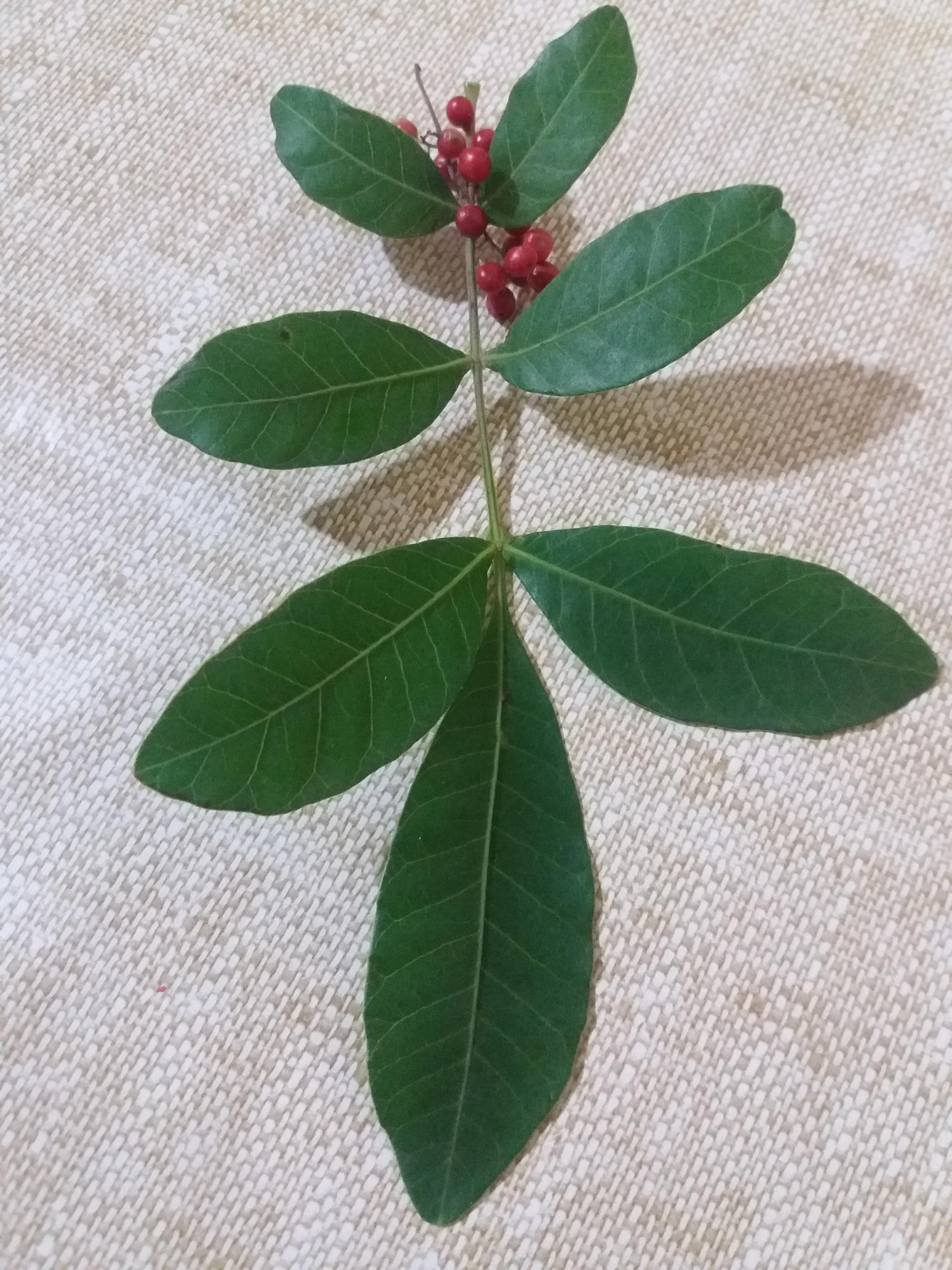 Pimenta rosa | Scrolller