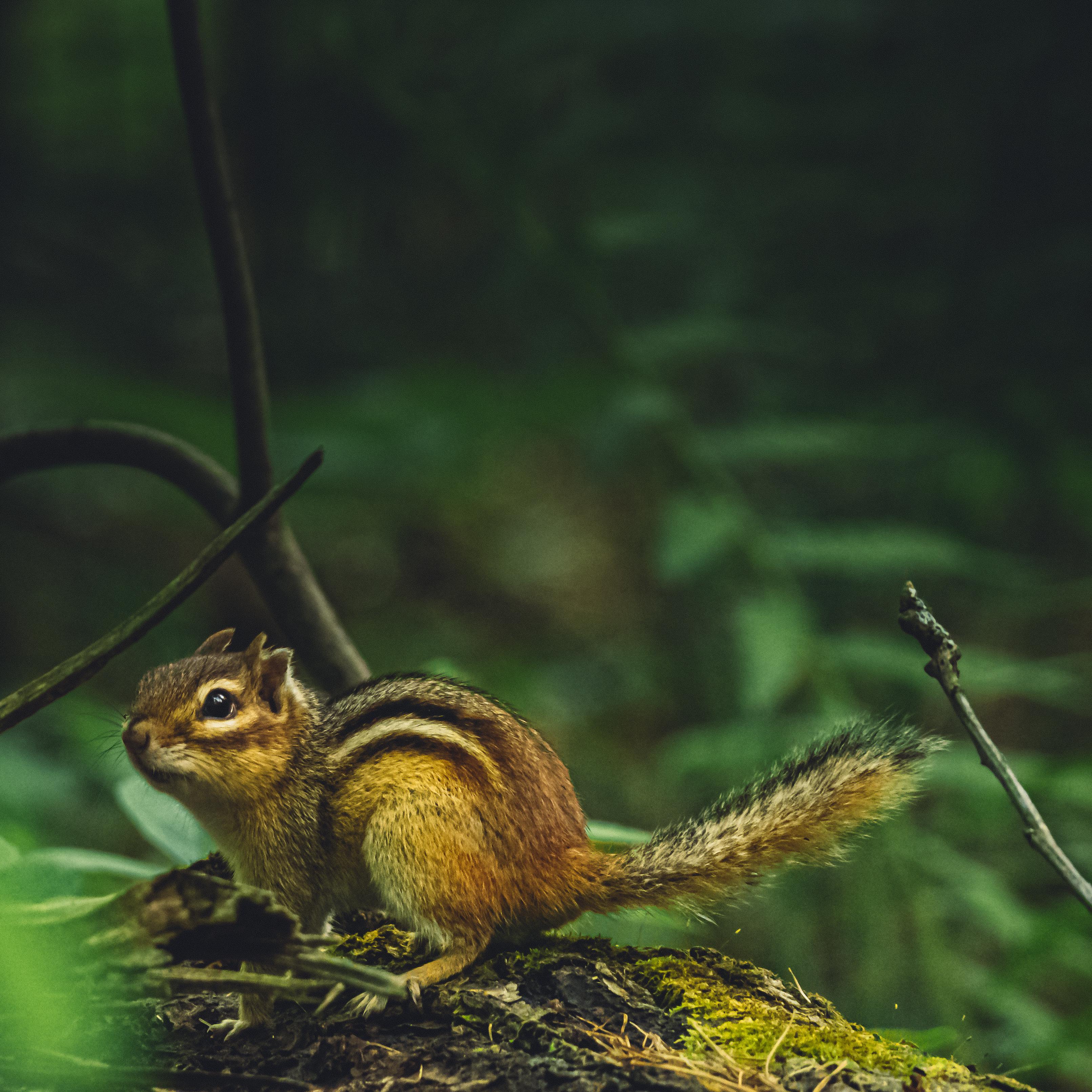 Pitch Pine Bog Conservation trail Scrolller