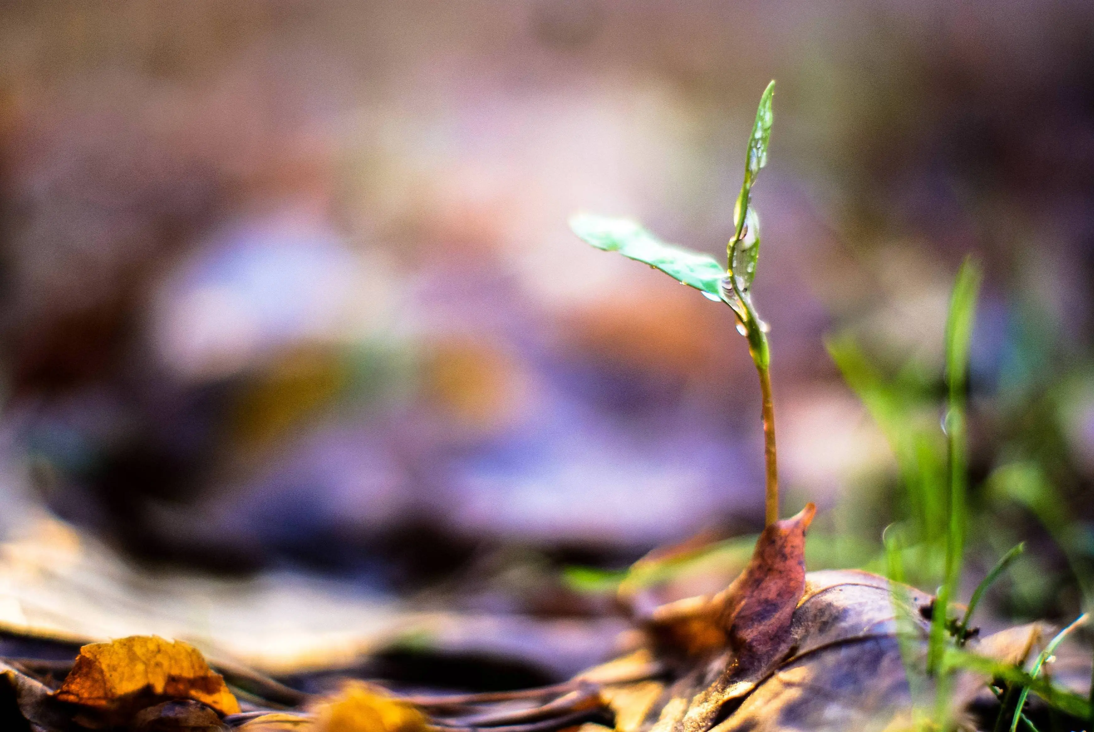 Plantling emerging from a layer of dead leaves. [OC] [3872x2592 ...
