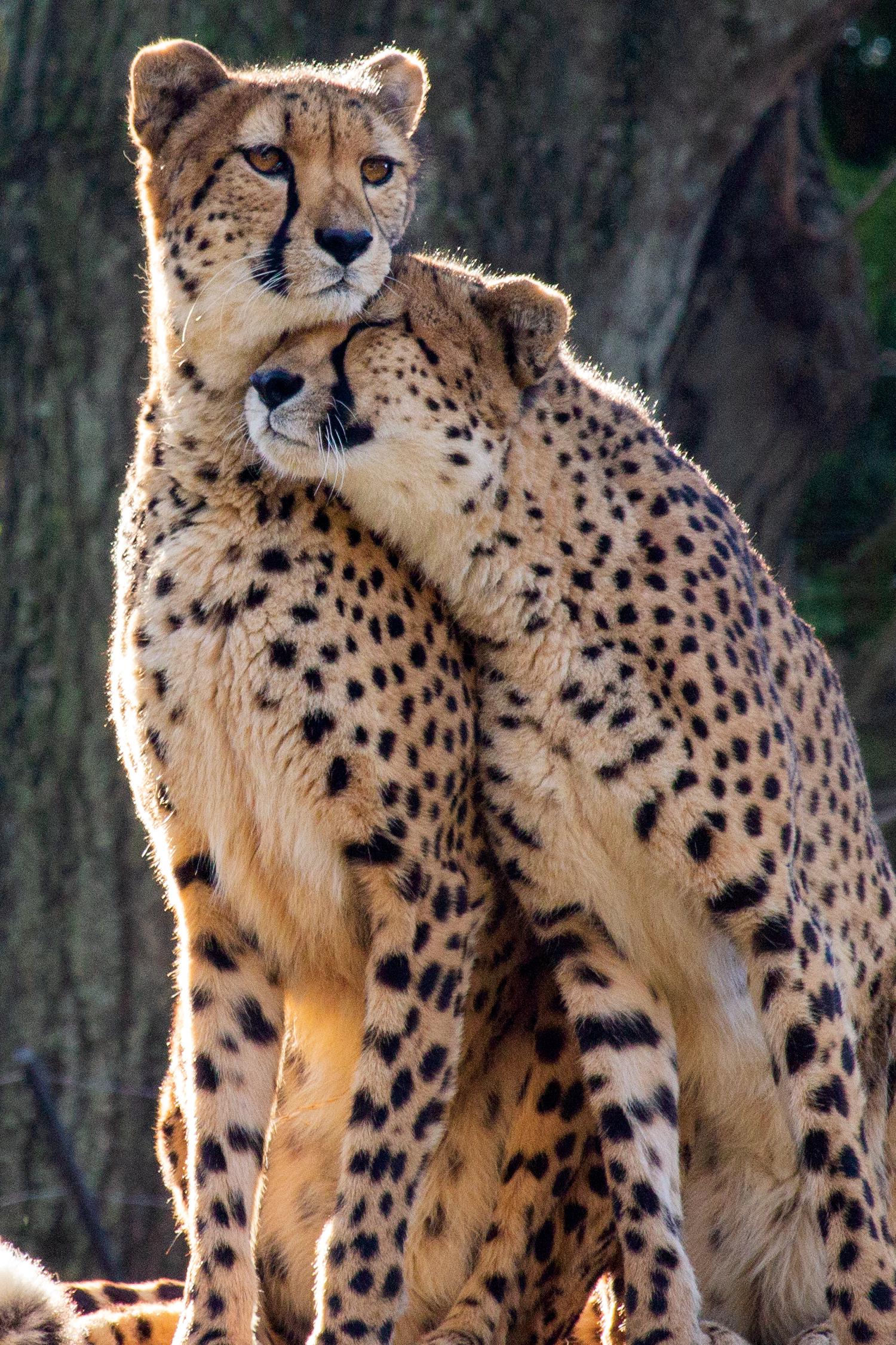 Animal couple. Любовь животных. Дикие животные. Dikoe jiwotnyye. Красивые животные.