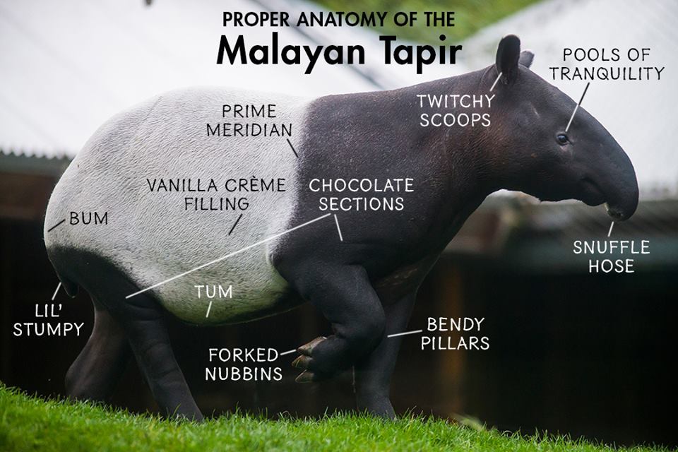 Proper anatomy of the Malayan Tapir | Scrolller