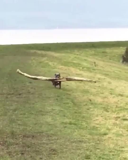 Proud boy finding best stick