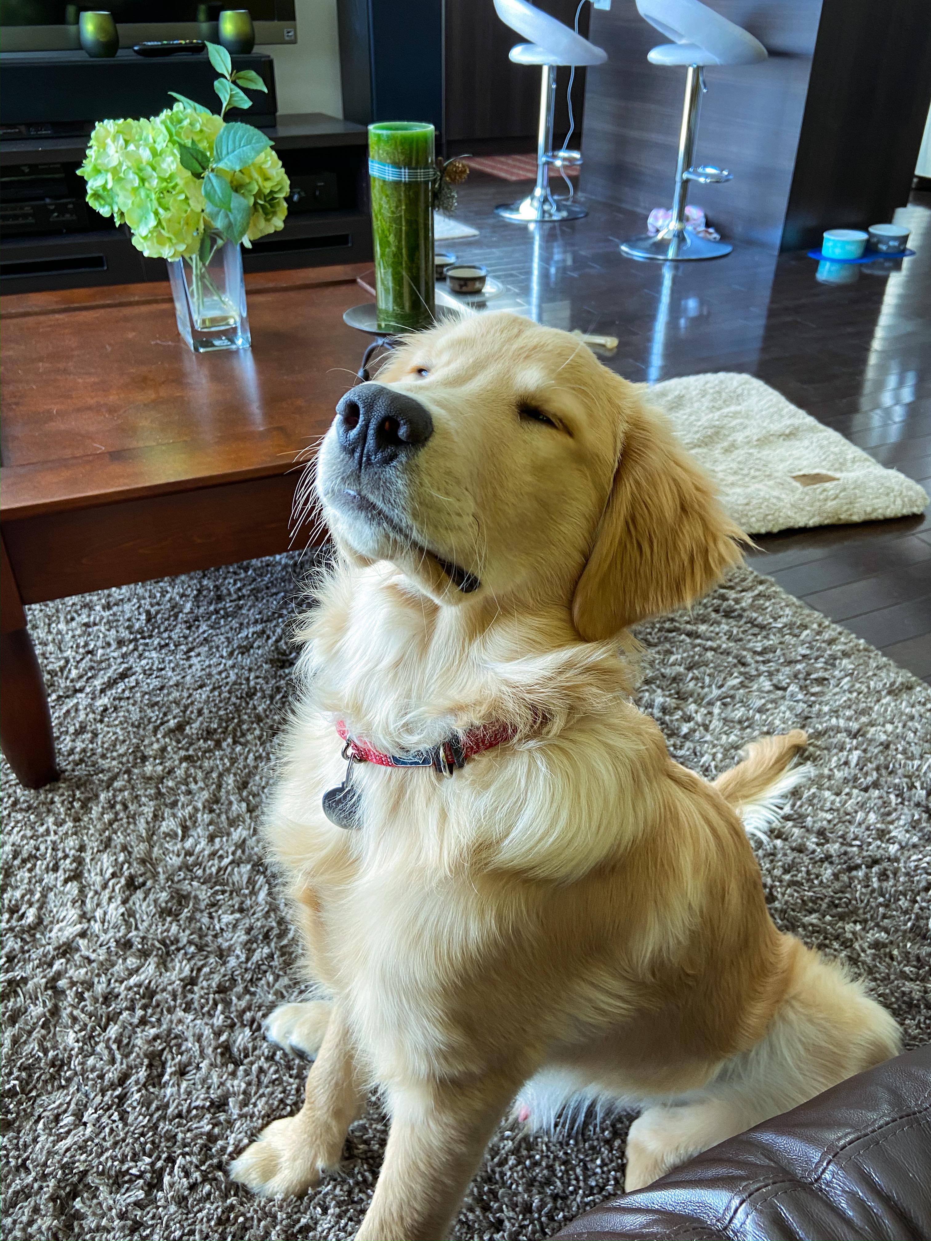 Proud doggo Scrolller