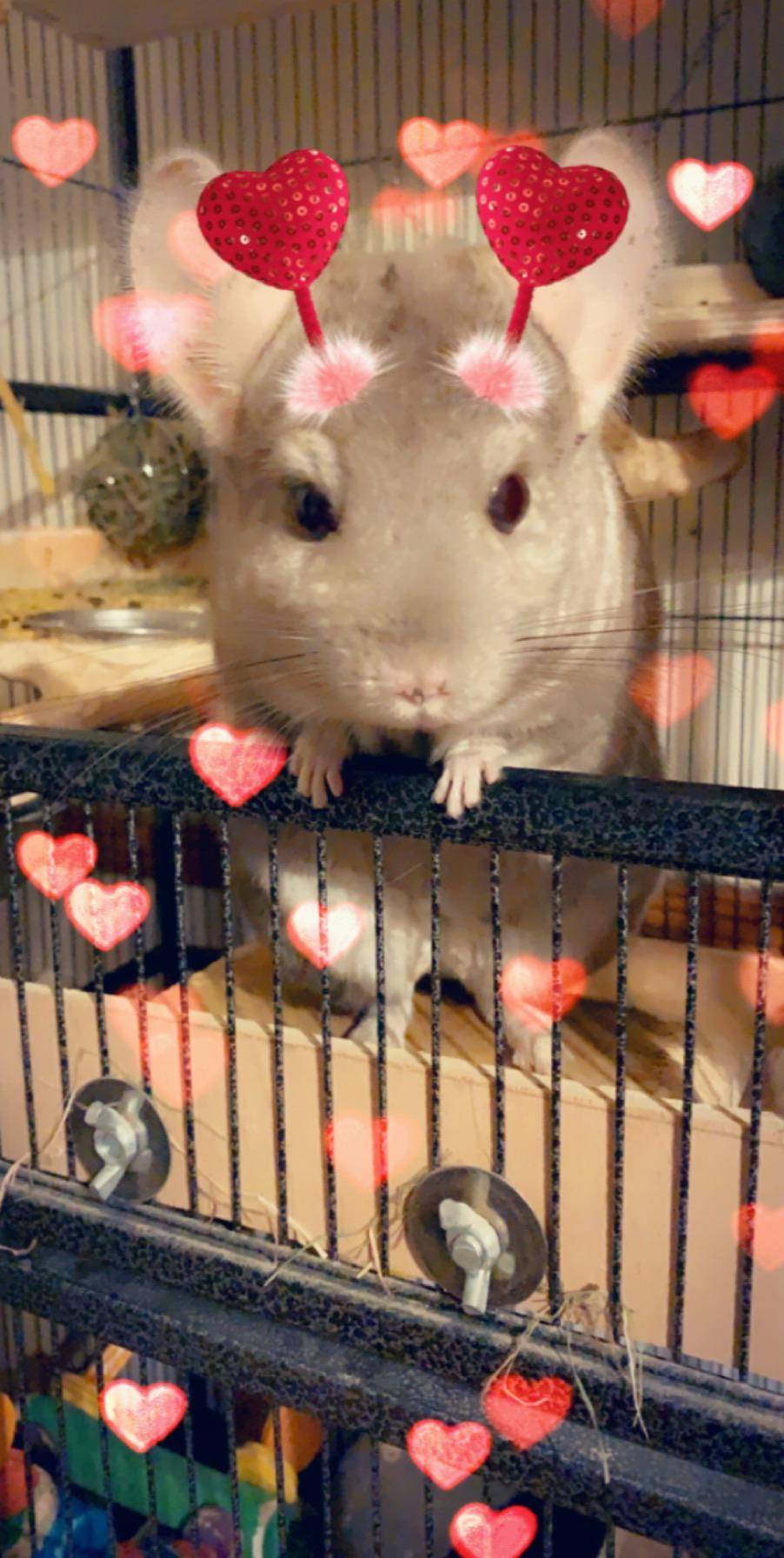 PSA those snapchat filters that work on dogs also work on chins too